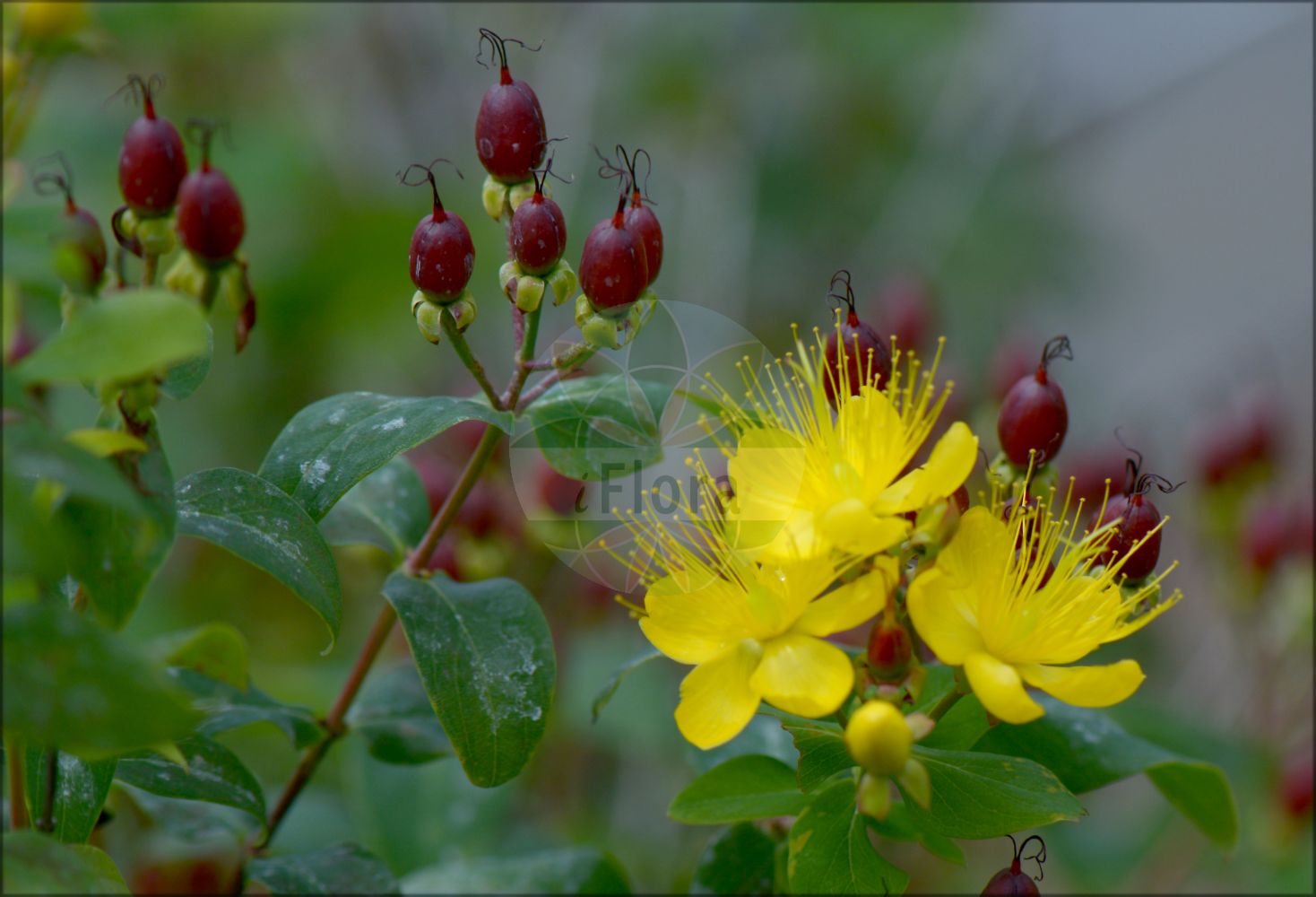 Foto von Hypericum hircinum subsp. hircinum. Das Bild zeigt Blatt, Bluete und Frucht. Das Foto wurde in Lyon, Auvergne-Rhône-Alpes, Frankreich aufgenommen. ---- Photo of Hypericum hircinum subsp. hircinum. The image is showing leaf, flower and fruit. The picture was taken in Lyon, Auvergne-Rhône-Alpes, France.(Hypericum hircinum subsp. hircinum,Hypericum hircinum subsp. hircinum,Hypericum,Johanniskraut,St. John's Wort,Hypericaceae,Hartheugewächse,St. John's Wort family,Blatt,Bluete,Frucht,leaf,flower,fruit)