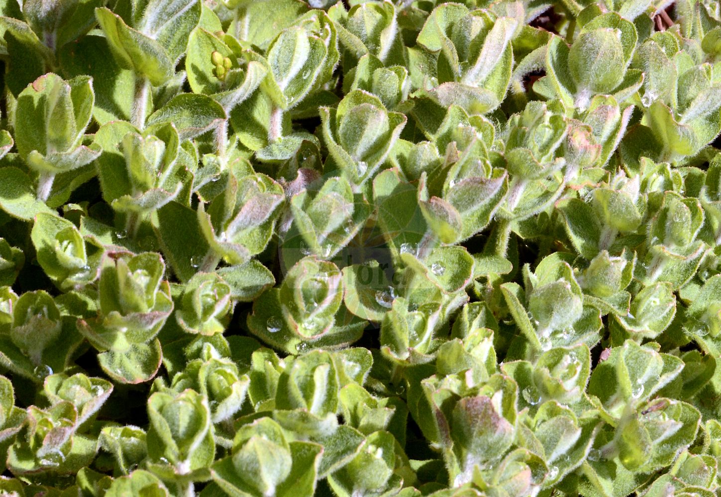Foto von Hypericum elodes (Sumpf-Johanniskraut - Marsh St John's-wort). Das Foto wurde in Dresden, Sachsen, Deutschland aufgenommen. ---- Photo of Hypericum elodes (Sumpf-Johanniskraut - Marsh St John's-wort). The picture was taken in Dresden, Sachsen, Germany.(Hypericum elodes,Sumpf-Johanniskraut,Marsh St John's-wort,Elodes palustris,Hypericum elodes,Hypericum palustre,Sumpf-Johanniskraut,Marsh St John's-wort,Hypericum,Johanniskraut,St. John's Wort,Hypericaceae,Hartheugewächse,St. John's Wort family)