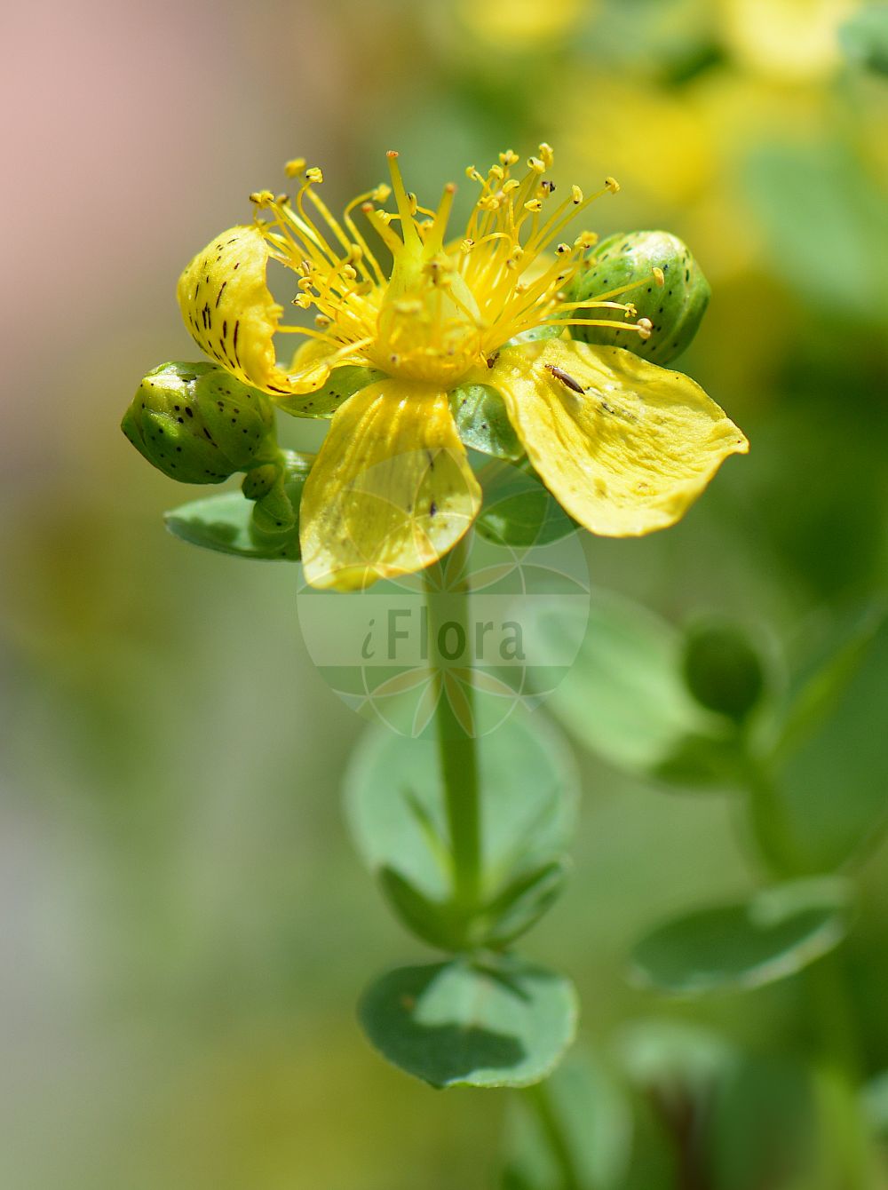 Foto von Hypericum dubium (Stumpfliches Johanniskraut - Spotted St John's-wort). Das Foto wurde in Bonn, Nordrhein-Westfalen, Deutschland aufgenommen. ---- Photo of Hypericum dubium (Stumpfliches Johanniskraut - Spotted St John's-wort). The picture was taken in Bonn, North Rhine-Westphalia, Germany.(Hypericum dubium,Stumpfliches Johanniskraut,Spotted St John's-wort,Hypericum dubium,Hypericum erosum,Hypericum obtusum,Hypericum quadrangulum var. perforatum,Stumpfliches Johanniskraut,Spotted St John's-wort,Spotted St. John's-wort,Hypericum,Johanniskraut,St. John's Wort,Hypericaceae,Hartheugewächse,St. John's Wort family)