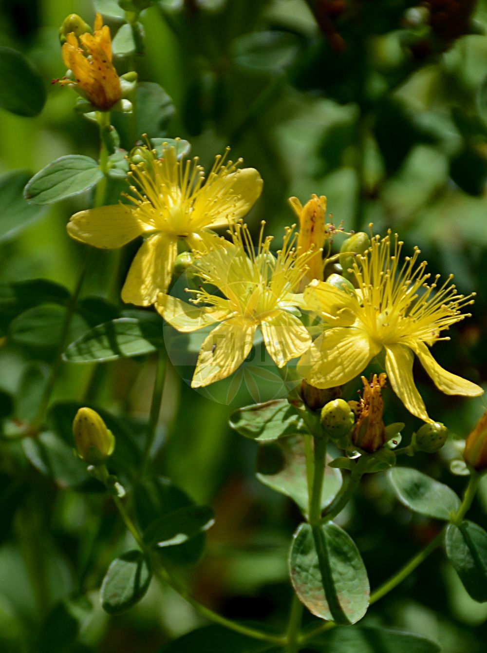 Foto von Hypericum maculatum (Geflecktes Johanniskraut - Imperforate St John's-wort). Das Foto wurde in Osnabrück, Niedersachsen, Deutschland aufgenommen. ---- Photo of Hypericum maculatum (Geflecktes Johanniskraut - Imperforate St John's-wort). The picture was taken in Osnabrueck, Lower Saxony, Germany.(Hypericum maculatum,Geflecktes Johanniskraut,Imperforate St John's-wort,Hypericum maculatum,Hypericum maculatum subsp. quadrangulum,Geflecktes Johanniskraut,Imperforate St John's-wort,Hypericum,Johanniskraut,St. John's Wort,Hypericaceae,Hartheugewächse,St. John's Wort family)