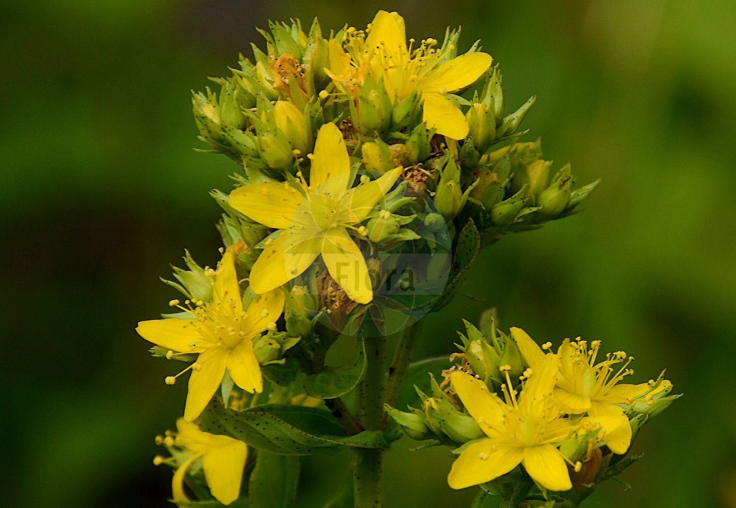 Foto von Hypericum tetrapterum (Geflügeltes Johanniskraut - Square-stalked St John's-Wort). Das Foto wurde in Berlin, Deutschland aufgenommen. ---- Photo of Hypericum tetrapterum (Geflügeltes Johanniskraut - Square-stalked St John's-Wort). The picture was taken in Berlin, Germany.(Hypericum tetrapterum,Geflügeltes Johanniskraut,Square-stalked St John's-Wort,Hypericum acutum,Hypericum acutum Moench subsp.,Hypericum anagallidioides,Hypericum corsicum,Hypericum neapolitanum,Hypericum quadrangulum,Hypericum quadrangulum L. subsp.,Hypericum tenellum,Hypericum tetrapterum,Hypericum tetrapterum subsp. corsicum,Gefluegeltes Johanniskraut,Square-stalked St John's-Wort,Square-stemmed St John's-Wort,St Peter's-wort,Hypericum,Johanniskraut,St. John's Wort,Hypericaceae,Hartheugewächse,St. John's Wort family)