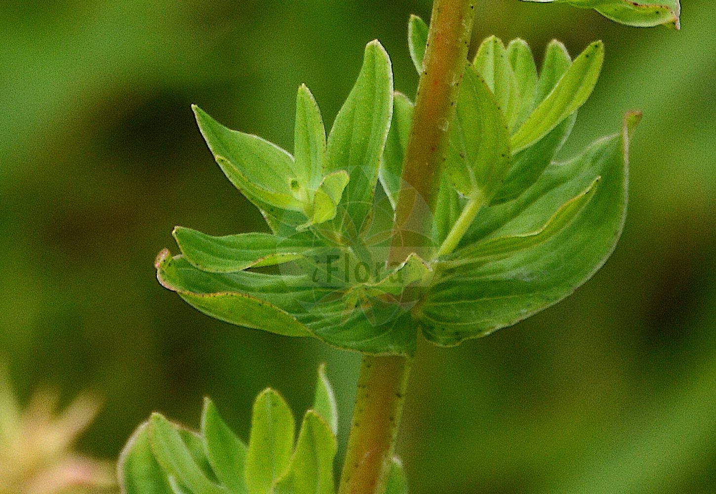 Foto von Hypericum tetrapterum (Geflügeltes Johanniskraut - Square-stalked St John's-Wort). Das Foto wurde in Berlin, Deutschland aufgenommen. ---- Photo of Hypericum tetrapterum (Geflügeltes Johanniskraut - Square-stalked St John's-Wort). The picture was taken in Berlin, Germany.(Hypericum tetrapterum,Geflügeltes Johanniskraut,Square-stalked St John's-Wort,Hypericum acutum,Hypericum acutum Moench subsp.,Hypericum anagallidioides,Hypericum corsicum,Hypericum neapolitanum,Hypericum quadrangulum,Hypericum quadrangulum L. subsp.,Hypericum tenellum,Hypericum tetrapterum,Hypericum tetrapterum subsp. corsicum,Gefluegeltes Johanniskraut,Square-stalked St John's-Wort,Square-stemmed St John's-Wort,St Peter's-wort,Hypericum,Johanniskraut,St. John's Wort,Hypericaceae,Hartheugewächse,St. John's Wort family)