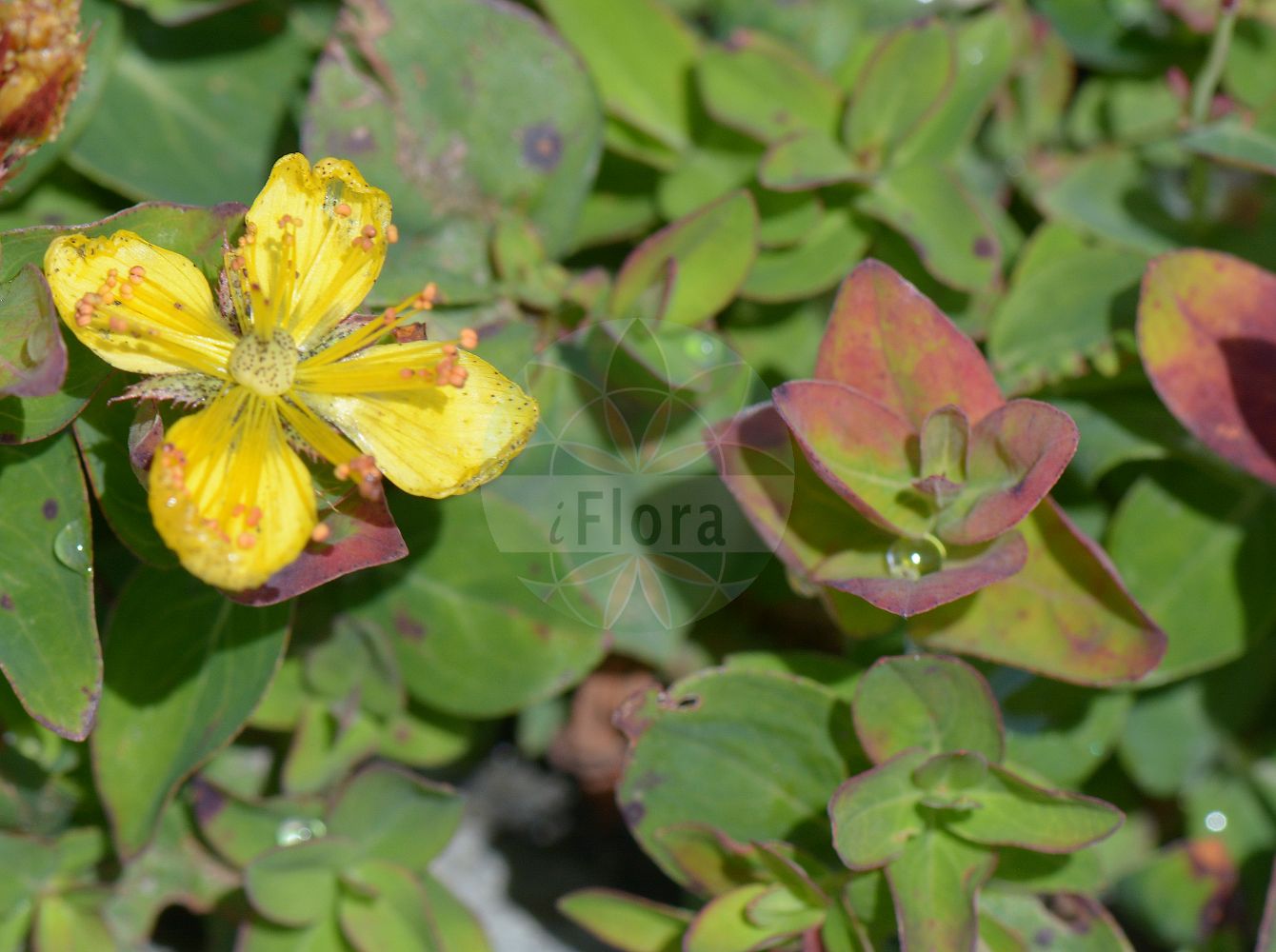 Foto von Hypericum richeri. Das Foto wurde in Chanousia, Kleiner St. Bernhard, Auvergne-Rhône-Alpes, Frankreich aufgenommen. ---- Photo of Hypericum richeri. The picture was taken in Chanousia, Little St. Bernhard, Auvergne-Rhône-Alpes, France.(Hypericum richeri,Hypericum richeri,Hypericum,Johanniskraut,St. John's Wort,Hypericaceae,Hartheugewächse,St. John's Wort family)