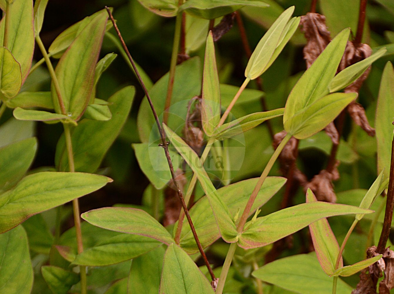 Foto von Hypericum montanum (Berg-Johanniskraut - Pale St John's-wort). Das Foto wurde in München, Bayern, Deutschland aufgenommen. ---- Photo of Hypericum montanum (Berg-Johanniskraut - Pale St John's-wort). The picture was taken in Munich, Bavaria, Germany.(Hypericum montanum,Berg-Johanniskraut,Pale St John's-wort,Hypericum elegantissimum,Hypericum glandulosum,Hypericum montanum,Berg-Johanniskraut,Pale St John's-wort,Mountain Hypericum,Mountain St John's-wort,Hypericum,Johanniskraut,St. John's Wort,Hypericaceae,Hartheugewächse,St. John's Wort family)