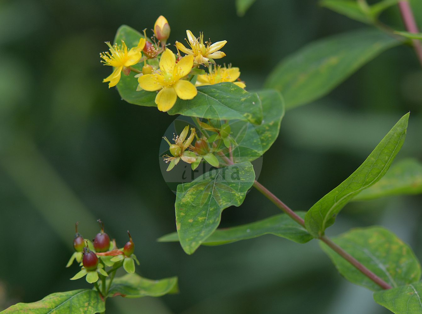 Foto von Hypericum androsaemum (Tutsan). Das Foto wurde in Trieste, Friuli-Venezia Giulia, Italien aufgenommen. ---- Photo of Hypericum androsaemum (Tutsan). The picture was taken in Trieste, Friuli-Venezia Giulia, Italy.(Hypericum androsaemum,Tutsan,Androsaemum officinale,Hypericum androsaemum,Hypericum,Johanniskraut,St. John's Wort,Hypericaceae,Hartheugewächse,St. John's Wort family)