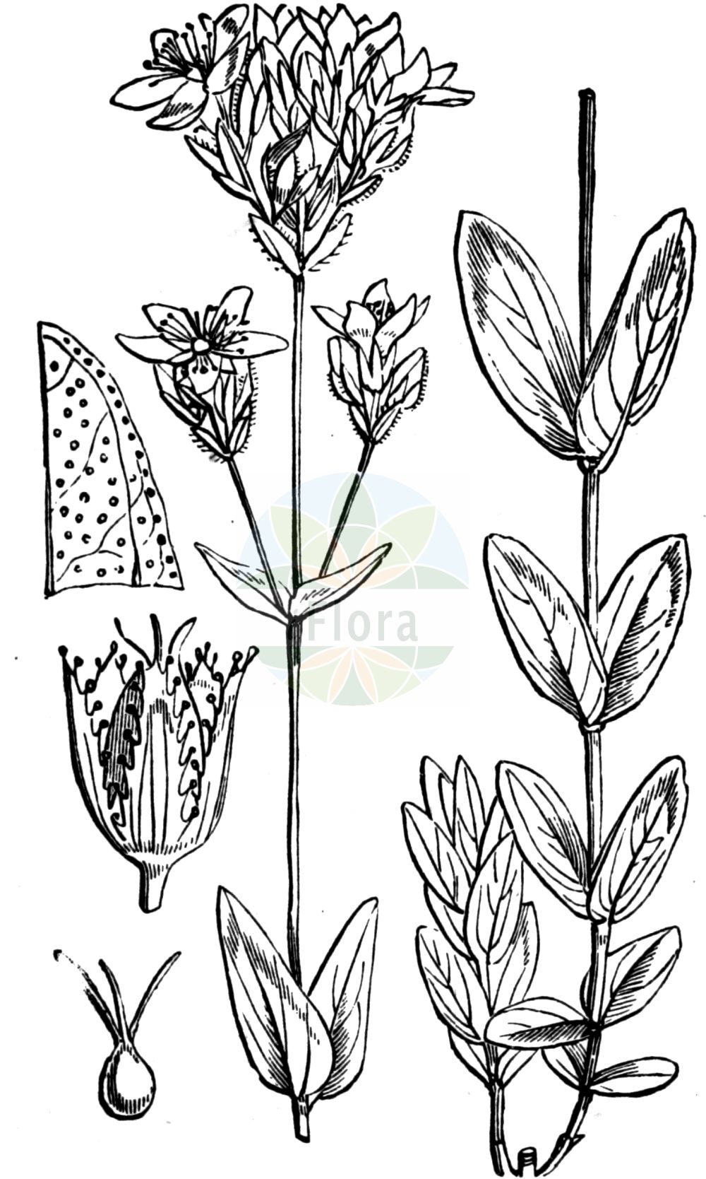 Historische Abbildung von Hypericum montanum (Berg-Johanniskraut - Pale St John's-wort). Das Bild zeigt Blatt, Bluete, Frucht und Same. ---- Historical Drawing of Hypericum montanum (Berg-Johanniskraut - Pale St John's-wort). The image is showing leaf, flower, fruit and seed.(Hypericum montanum,Berg-Johanniskraut,Pale St John's-wort,Hypericum elegantissimum,Hypericum glandulosum,Hypericum montanum,Berg-Johanniskraut,Pale St John's-wort,Mountain Hypericum,Mountain St John's-wort,Hypericum,Johanniskraut,St. John's Wort,Hypericaceae,Hartheugewächse,St. John's Wort family,Blatt,Bluete,Frucht,Same,leaf,flower,fruit,seed,Fitch et al. (1880))