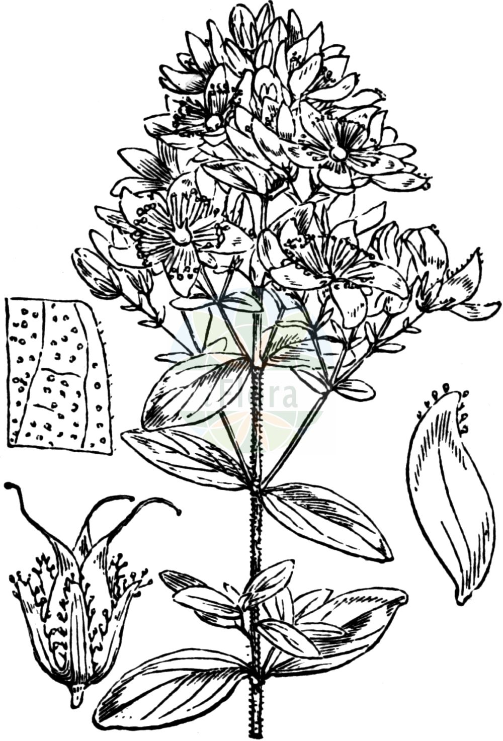 Historische Abbildung von Hypericum hirsutum (Behaartes Johanniskraut - Hairy St John's-wort). Das Bild zeigt Blatt, Bluete, Frucht und Same. ---- Historical Drawing of Hypericum hirsutum (Behaartes Johanniskraut - Hairy St John's-wort). The image is showing leaf, flower, fruit and seed.(Hypericum hirsutum,Behaartes Johanniskraut,Hairy St John's-wort,Hypericum hirsutum,Behaartes Johanniskraut,Flaum-Johanniskraut,Rauhaariges Johanniskraut,Hairy St John's-wort,Hypericum,Johanniskraut,St. John's Wort,Hypericaceae,Hartheugewächse,St. John's Wort family,Blatt,Bluete,Frucht,Same,leaf,flower,fruit,seed,Fitch et al. (1880))