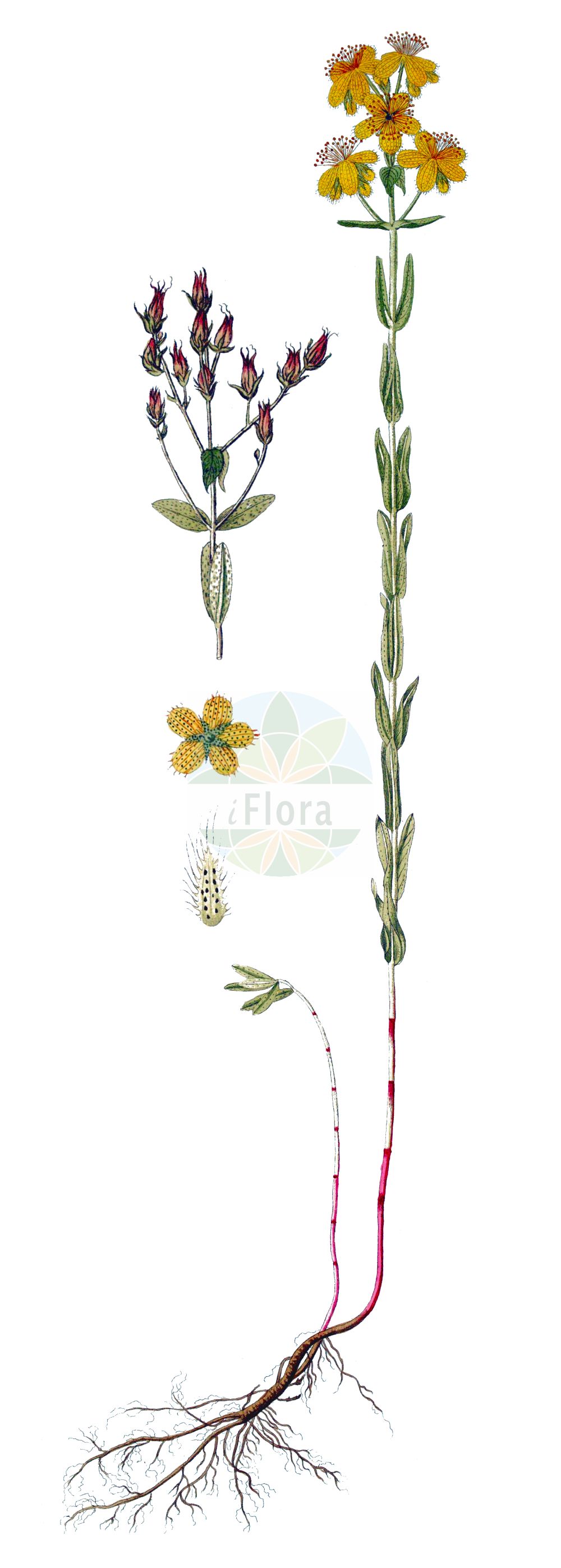 Historische Abbildung von Hypericum barbatum. Das Bild zeigt Blatt, Bluete, Frucht und Same. ---- Historical Drawing of Hypericum barbatum. The image is showing leaf, flower, fruit and seed.(Hypericum barbatum,Hypericum barbatum,Hypericum macedonicum,Hypericum trichanthum,Hypericum,Johanniskraut,St. John's Wort,Hypericaceae,Hartheugewächse,St. John's Wort family,Blatt,Bluete,Frucht,Same,leaf,flower,fruit,seed)