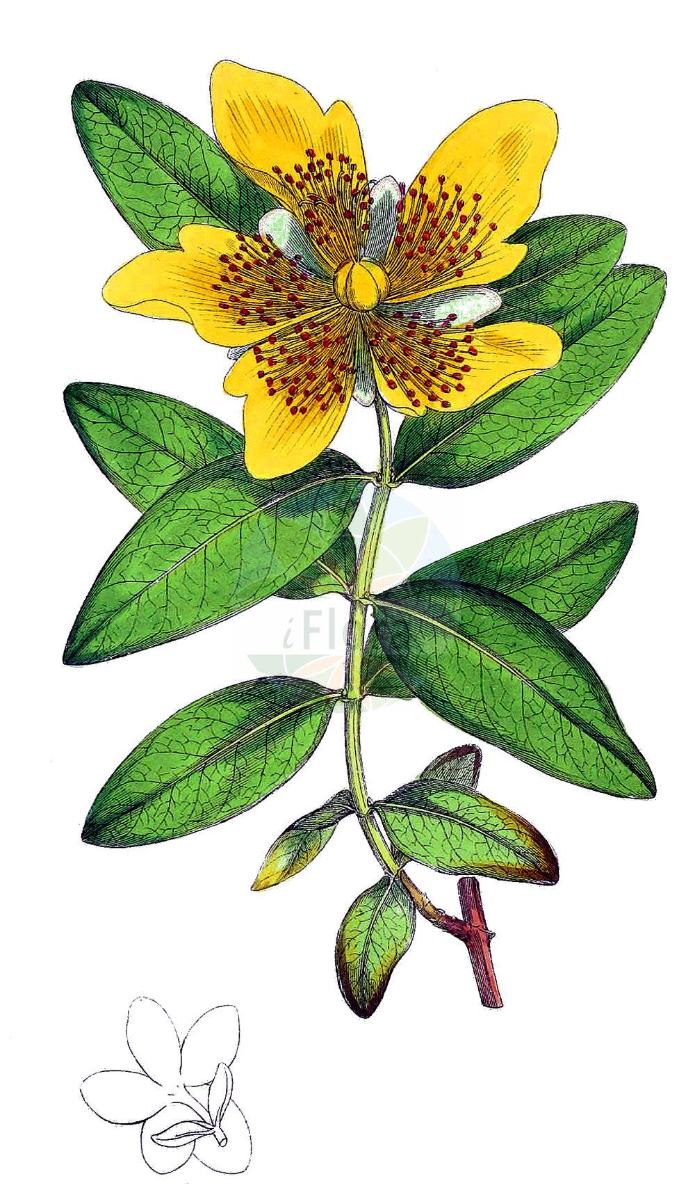 Historische Abbildung von Hypericum calycinum (Rose-of-Sharon). Das Bild zeigt Blatt, Bluete, Frucht und Same. ---- Historical Drawing of Hypericum calycinum (Rose-of-Sharon). The image is showing leaf, flower, fruit and seed.(Hypericum calycinum,Rose-of-Sharon,Hypericum calycinum,Hypericum grandiflorum,Hypericum,Johanniskraut,St. John's Wort,Hypericaceae,Hartheugewächse,St. John's Wort family,Blatt,Bluete,Frucht,Same,leaf,flower,fruit,seed,Sowerby (1790-1813))