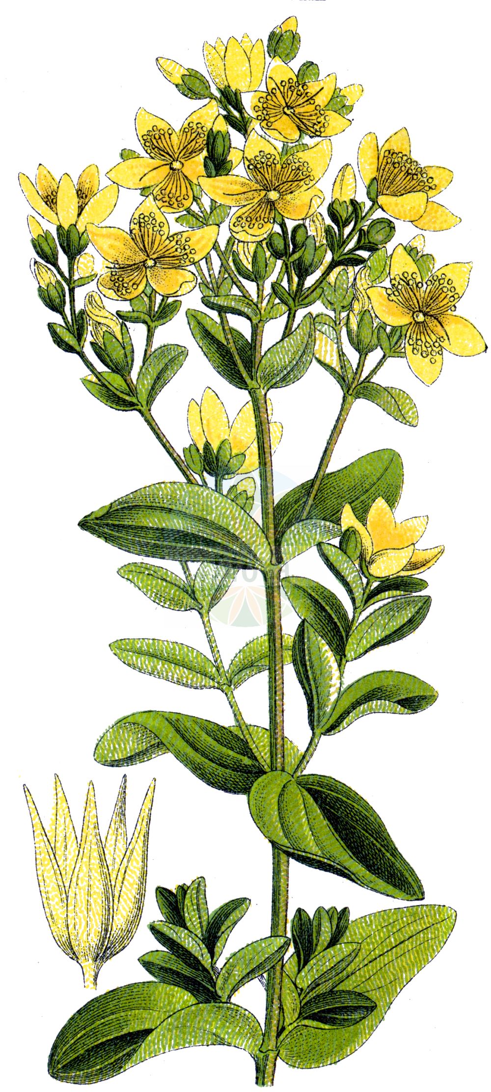 Historische Abbildung von Hypericum tetrapterum (Geflügeltes Johanniskraut - Square-stalked St John's-Wort). Das Bild zeigt Blatt, Bluete, Frucht und Same. ---- Historical Drawing of Hypericum tetrapterum (Geflügeltes Johanniskraut - Square-stalked St John's-Wort). The image is showing leaf, flower, fruit and seed.(Hypericum tetrapterum,Geflügeltes Johanniskraut,Square-stalked St John's-Wort,Hypericum acutum,Hypericum acutum Moench subsp.,Hypericum anagallidioides,Hypericum corsicum,Hypericum neapolitanum,Hypericum quadrangulum,Hypericum quadrangulum L. subsp.,Hypericum tenellum,Hypericum tetrapterum,Hypericum tetrapterum subsp. corsicum,Gefluegeltes Johanniskraut,Square-stalked St John's-Wort,Square-stemmed St John's-Wort,St Peter's-wort,Hypericum,Johanniskraut,St. John's Wort,Hypericaceae,Hartheugewächse,St. John's Wort family,Blatt,Bluete,Frucht,Same,leaf,flower,fruit,seed,Sturm (1796f))