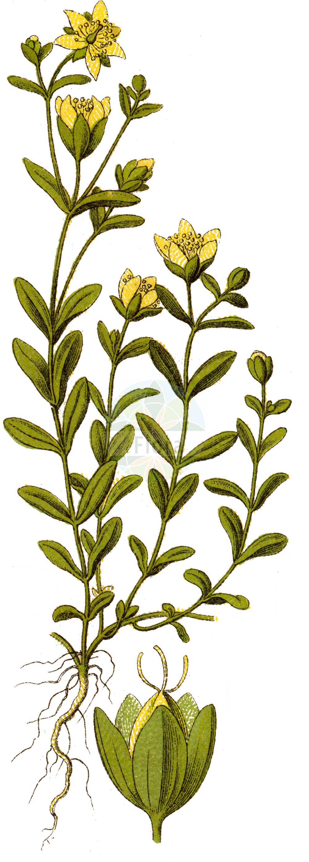 Historische Abbildung von Hypericum humifusum (Niederliegendes Johanniskraut - Trailing St John's-wort). Das Bild zeigt Blatt, Bluete, Frucht und Same. ---- Historical Drawing of Hypericum humifusum (Niederliegendes Johanniskraut - Trailing St John's-wort). The image is showing leaf, flower, fruit and seed.(Hypericum humifusum,Niederliegendes Johanniskraut,Trailing St John's-wort,Hypericum decumbens,Hypericum humifusum,Hypericum humifusum L. subsp.,Hypericum liottardii,Niederliegendes Johanniskraut,Erd-Johanniskraut,Liegendes Johanniskraut,Trailing St John's-wort,Trailing St. Johnswort,Hypericum,Johanniskraut,St. John's Wort,Hypericaceae,Hartheugewächse,St. John's Wort family,Blatt,Bluete,Frucht,Same,leaf,flower,fruit,seed,Sturm (1796f))