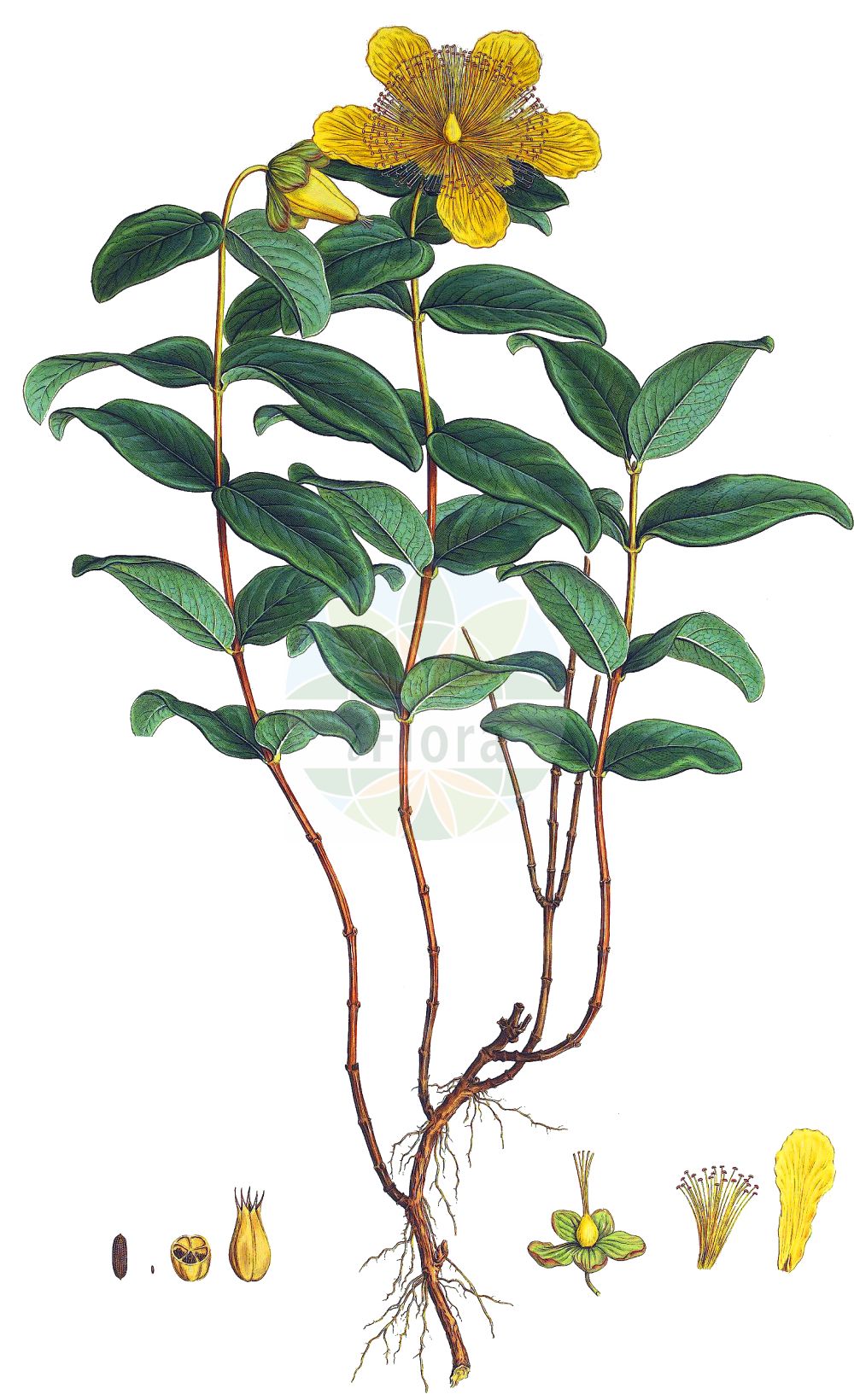 Historische Abbildung von Hypericum calycinum (Rose-of-Sharon). Das Bild zeigt Blatt, Bluete, Frucht und Same. ---- Historical Drawing of Hypericum calycinum (Rose-of-Sharon). The image is showing leaf, flower, fruit and seed.(Hypericum calycinum,Rose-of-Sharon,Hypericum calycinum,Hypericum grandiflorum,Hypericum,Johanniskraut,St. John's Wort,Hypericaceae,Hartheugewächse,St. John's Wort family,Blatt,Bluete,Frucht,Same,leaf,flower,fruit,seed,Sibthorp & Smith (1806-1840))