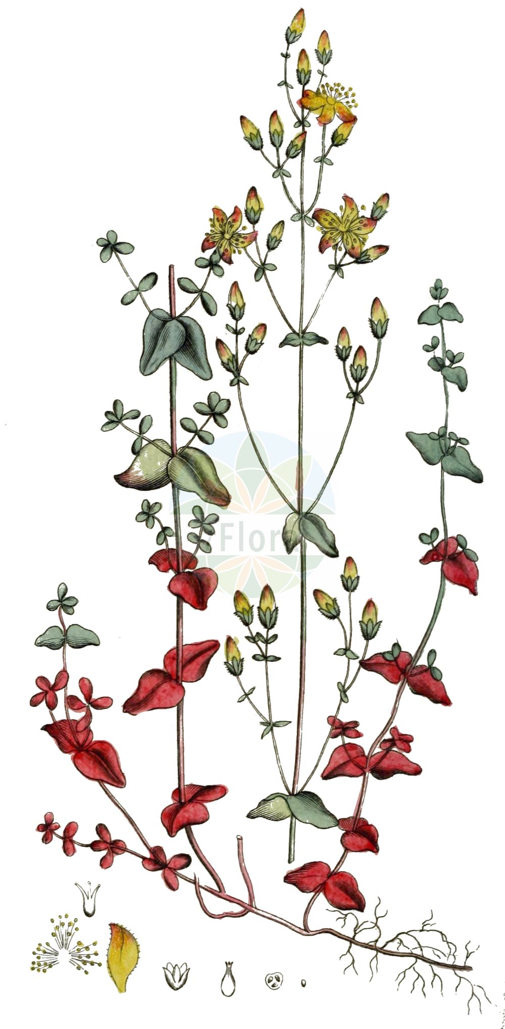 Historische Abbildung von Hypericum pulchrum (Schönes Johanniskraut - Slender St John's-wort). Das Bild zeigt Blatt, Bluete, Frucht und Same. ---- Historical Drawing of Hypericum pulchrum (Schönes Johanniskraut - Slender St John's-wort). The image is showing leaf, flower, fruit and seed.(Hypericum pulchrum,Schönes Johanniskraut,Slender St John's-wort,Hypericum pulchrum,Schoenes Johanniskraut,Heide-Johanniskraut,Slender St John's-wort,Elegant St John's-wort,Hypericum,Johanniskraut,St. John's Wort,Hypericaceae,Hartheugewächse,St. John's Wort family,Blatt,Bluete,Frucht,Same,leaf,flower,fruit,seed,Svensk Botanik (Svensk Botanik))
