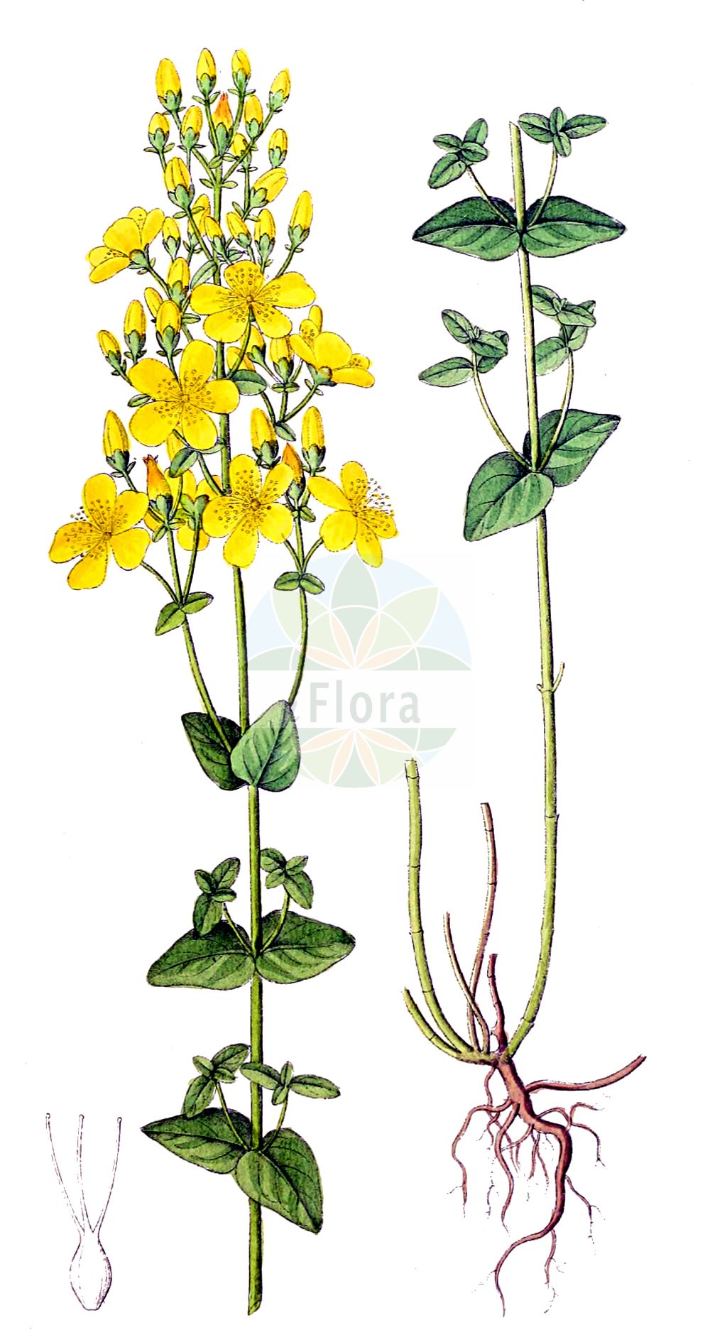 Historische Abbildung von Hypericum pulchrum (Schönes Johanniskraut - Slender St John's-wort). Das Bild zeigt Blatt, Bluete, Frucht und Same. ---- Historical Drawing of Hypericum pulchrum (Schönes Johanniskraut - Slender St John's-wort). The image is showing leaf, flower, fruit and seed.(Hypericum pulchrum,Schönes Johanniskraut,Slender St John's-wort,Hypericum pulchrum,Schoenes Johanniskraut,Heide-Johanniskraut,Slender St John's-wort,Elegant St John's-wort,Hypericum,Johanniskraut,St. John's Wort,Hypericaceae,Hartheugewächse,St. John's Wort family,Blatt,Bluete,Frucht,Same,leaf,flower,fruit,seed,Dietrich (1833-1844))