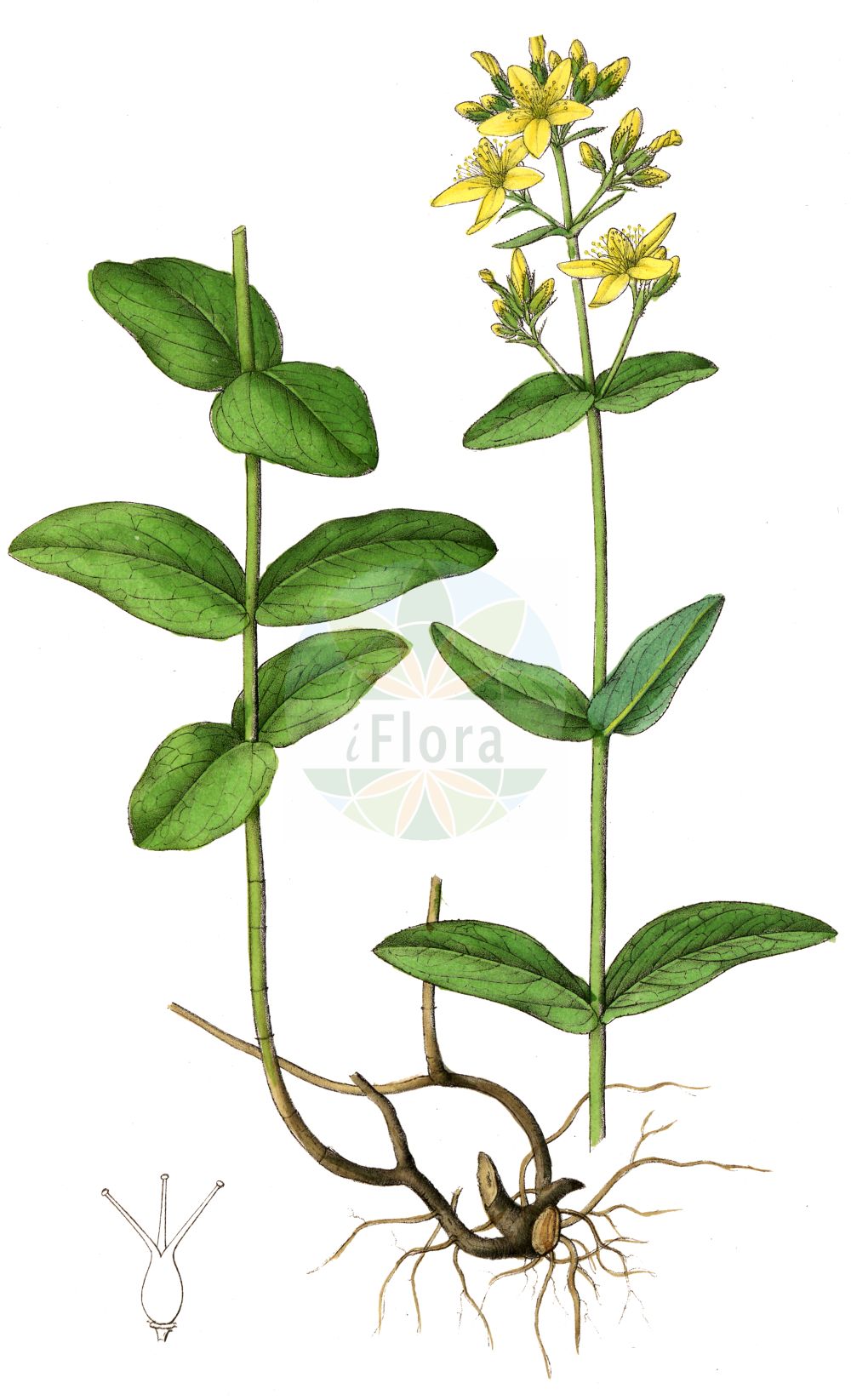Historische Abbildung von Hypericum montanum (Berg-Johanniskraut - Pale St John's-wort). Das Bild zeigt Blatt, Bluete, Frucht und Same. ---- Historical Drawing of Hypericum montanum (Berg-Johanniskraut - Pale St John's-wort). The image is showing leaf, flower, fruit and seed.(Hypericum montanum,Berg-Johanniskraut,Pale St John's-wort,Hypericum elegantissimum,Hypericum glandulosum,Hypericum montanum,Berg-Johanniskraut,Pale St John's-wort,Mountain Hypericum,Mountain St John's-wort,Hypericum,Johanniskraut,St. John's Wort,Hypericaceae,Hartheugewächse,St. John's Wort family,Blatt,Bluete,Frucht,Same,leaf,flower,fruit,seed,Dietrich (1833-1844))