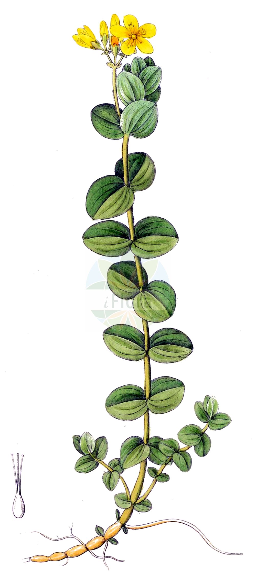 Historische Abbildung von Hypericum elodes (Sumpf-Johanniskraut - Marsh St John's-wort). Das Bild zeigt Blatt, Bluete, Frucht und Same. ---- Historical Drawing of Hypericum elodes (Sumpf-Johanniskraut - Marsh St John's-wort). The image is showing leaf, flower, fruit and seed.(Hypericum elodes,Sumpf-Johanniskraut,Marsh St John's-wort,Elodes palustris,Hypericum elodes,Hypericum palustre,Sumpf-Johanniskraut,Marsh St John's-wort,Hypericum,Johanniskraut,St. John's Wort,Hypericaceae,Hartheugewächse,St. John's Wort family,Blatt,Bluete,Frucht,Same,leaf,flower,fruit,seed,Dietrich (1833-1844))