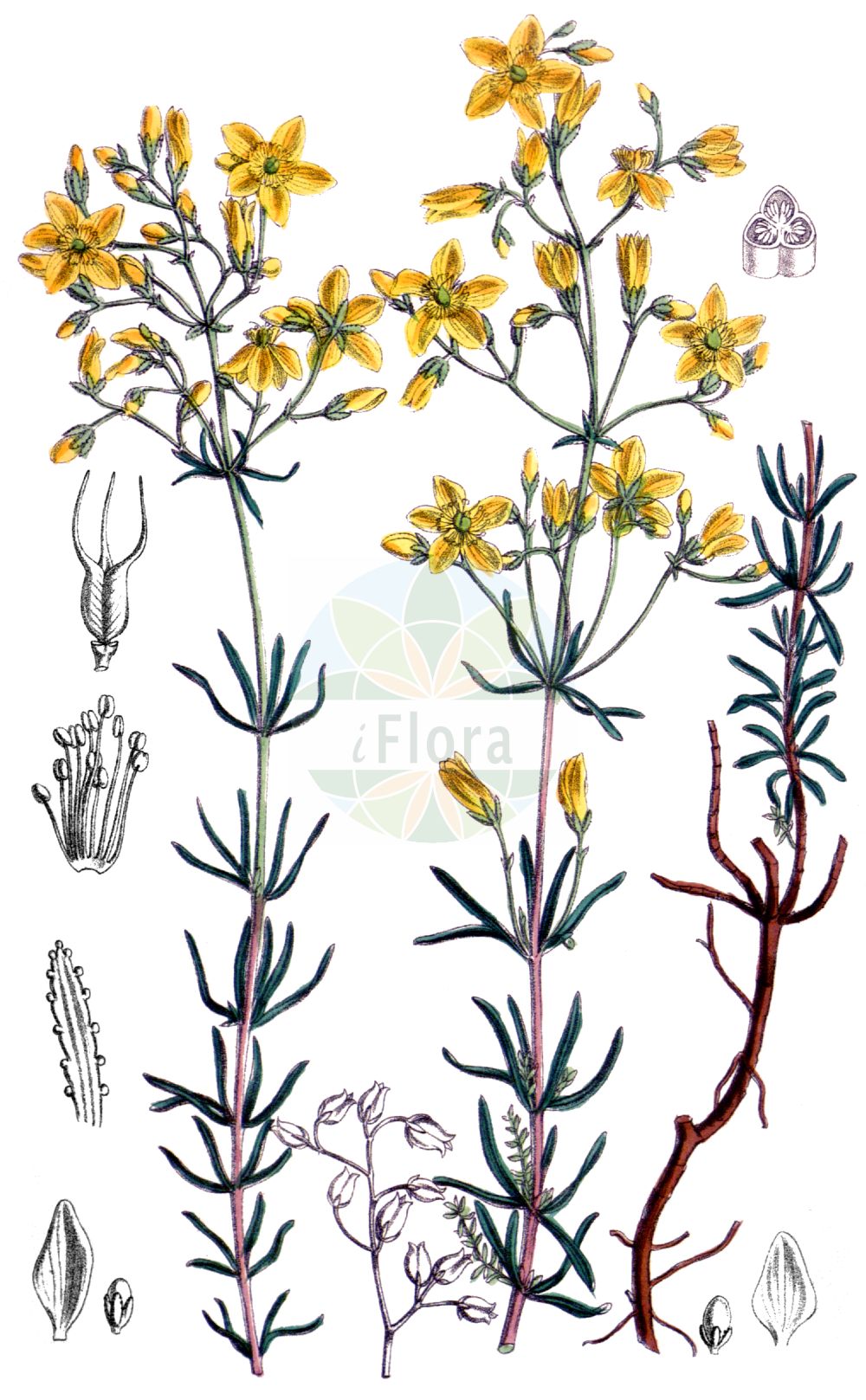 Historische Abbildung von Hypericum coris. Das Bild zeigt Blatt, Bluete, Frucht und Same. ---- Historical Drawing of Hypericum coris. The image is showing leaf, flower, fruit and seed.(Hypericum coris,Hypericum coris,Hypericum,Johanniskraut,St. John's Wort,Hypericaceae,Hartheugewächse,St. John's Wort family,Blatt,Bluete,Frucht,Same,leaf,flower,fruit,seed)