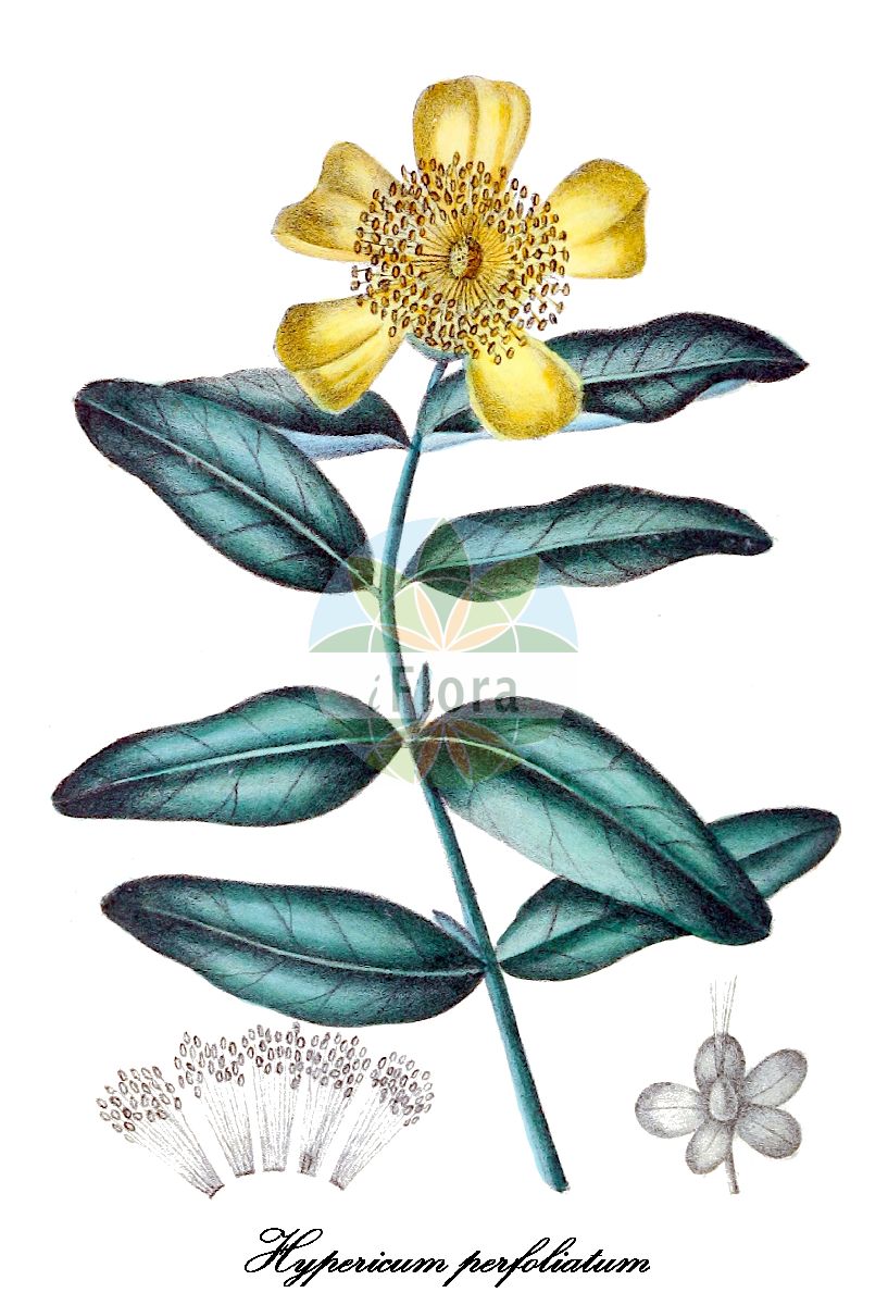 Historische Abbildung von Hypericum perfoliatum. Das Bild zeigt Blatt, Bluete, Frucht und Same. ---- Historical Drawing of Hypericum perfoliatum. The image is showing leaf, flower, fruit and seed.(Hypericum perfoliatum,Hypericum ciliatum,Hypericum heldreichii,Hypericum,Hartheu,St. John’s wort,Hypericaceae,Hartheugewächse,St. John's Wort family,Blatt,Bluete,Frucht,Same,leaf,flower,fruit,seed,Cassone (1847-1852))