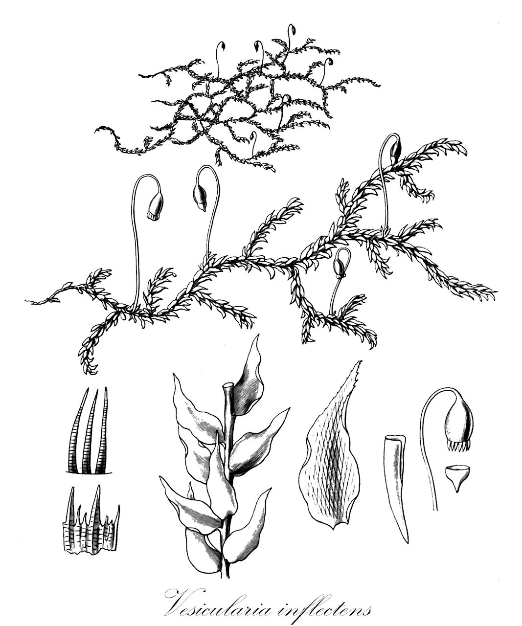 Vesicularia inflectens - Hypnaceae,Plantae,Bryobiotina,Bryophyta,Bryopsida,Bryidae,Hypnanae,Hypnales,Hypnaceae,Vesicularia,Vesicularia inflectens,Coelidium apertum var. condensatum, Ectropothecium fuscescens, Ectropothecium fuscescens var. condensatum, Ectropothecium inflectens, Ectropothecium inflectens var. condensatum, Ectropothecium stramineolum, Ectropothecium subinflectens, Homalia inflectens, Hypnum apertum var. condensatum, Hypnum fuscescens, Hypnum inflectens, Hypnum loxocarpum, Hypnum stramineolum, Leskea inflectens, Vesicularia aperta var. condensata, Vesicularia stramineola, Vesicularia subinflectens