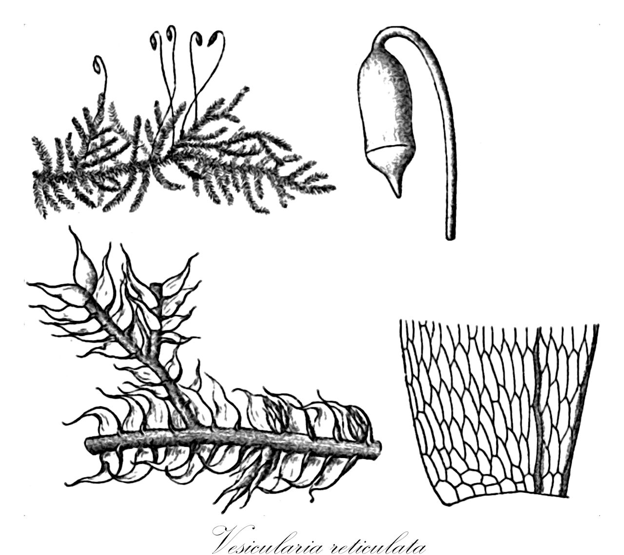 Vesicularia reticulata - Hypnaceae,Plantae,Bryobiotina,Bryophyta,Bryopsida,Bryidae,Hypnanae,Hypnales,Hypnaceae,Vesicularia,Vesicularia reticulata,Ectropothecium nutans, Ectropothecium pilirete, Ectropothecium reticulatum, Hypnum nutans, Hypnum reticulatum, Hypnum scintillans, Stereodon reticulatus, Vesicularia filicuspis, Vesicularia nutans, Vesicularia okamurae, Vesicularia piliretis, Vesicularia samoana, Vesicularia sasaokae, Vesicularia shimadae, Vesicularia yajimae