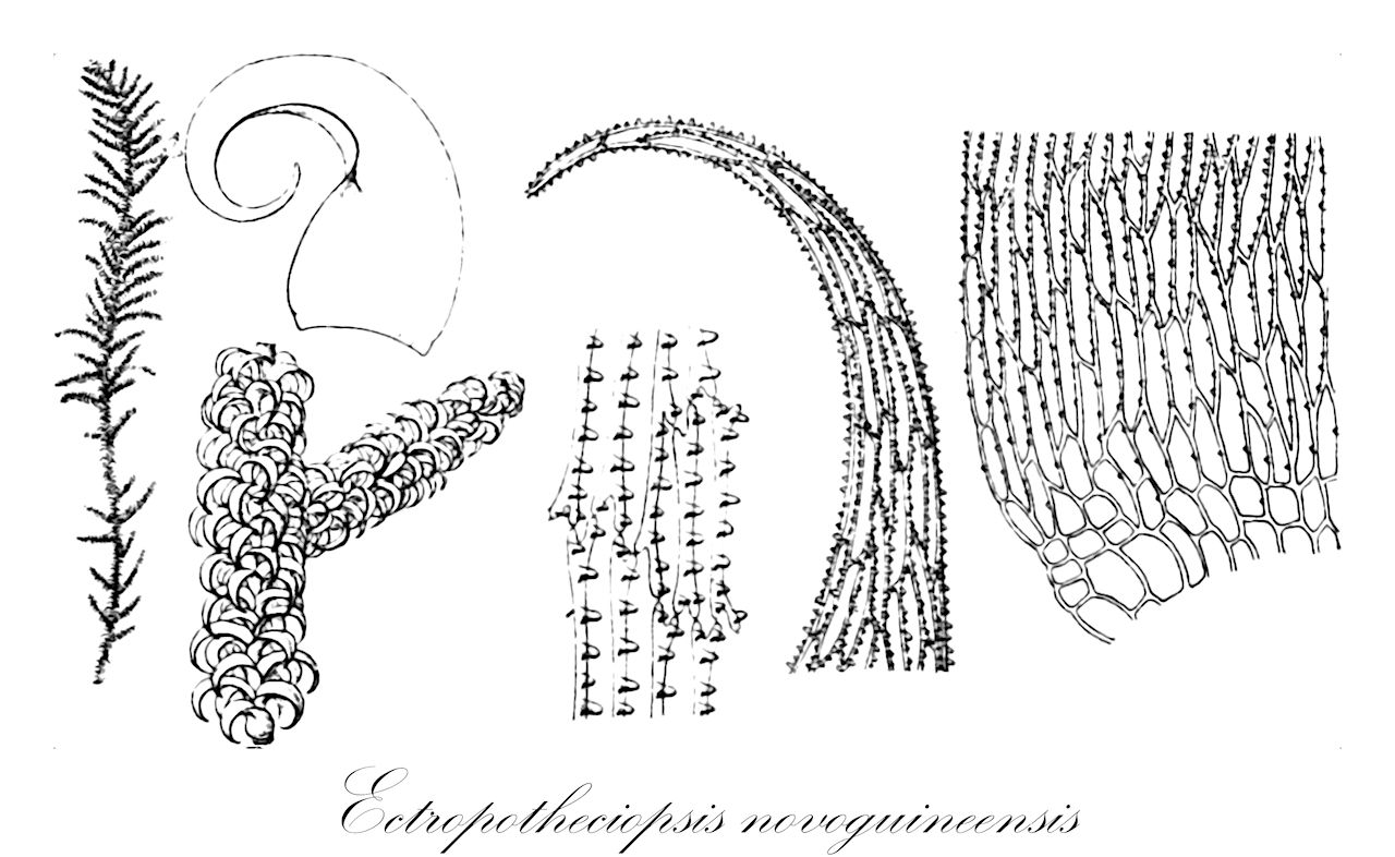 Ectropotheciopsis novoguineensis - Hypnaceae,Plantae,Bryobiotina,Bryophyta,Bryopsida,Bryidae,Hypnanae,Hypnales,Hypnaceae,Ectropotheciopsis,Ectropotheciopsis novoguineensis,Hypnum novo-guineense, Trichosteleum novo-guineense