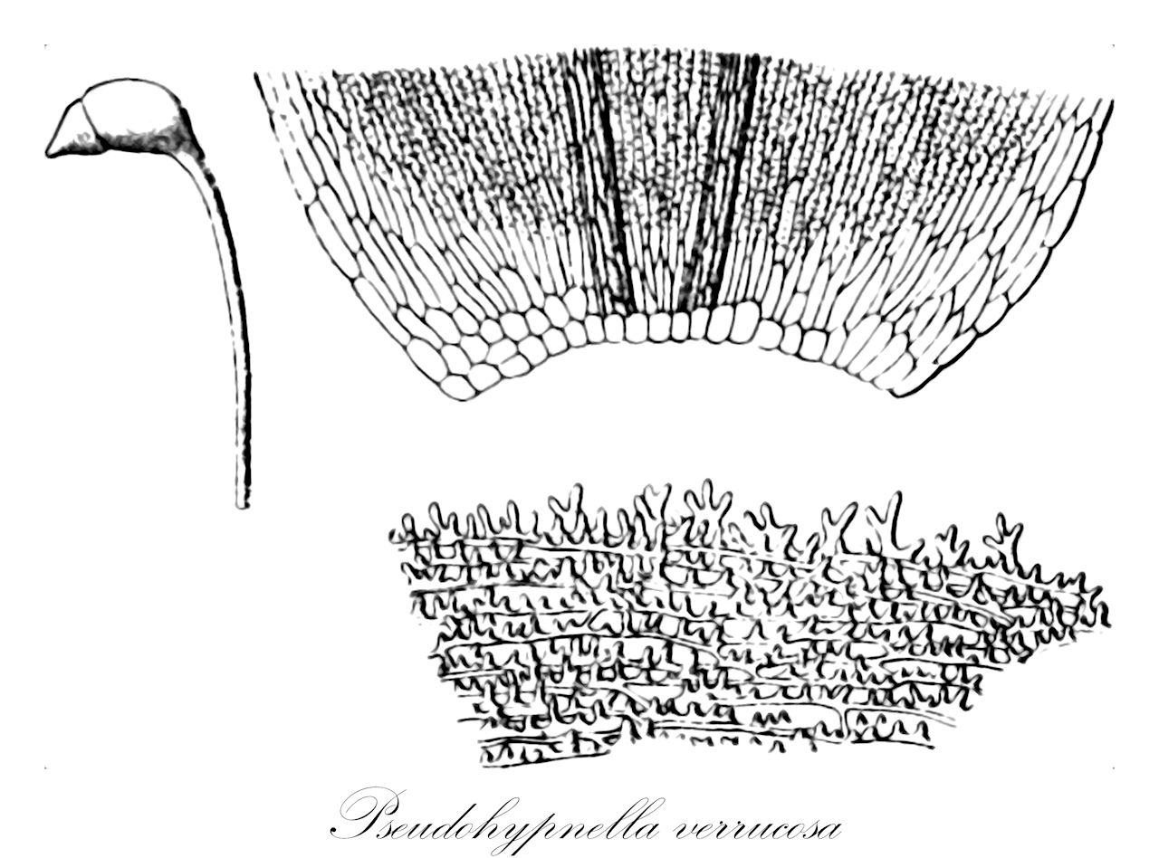 Pseudohypnella verrucosa - Hypnaceae,Plantae,Bryobiotina,Bryophyta,Bryopsida,Bryidae,Hypnanae,Hypnales,Hypnaceae,Pseudohypnella,Pseudohypnella verrucosa,Ectropothecium dozyanum, Hookeria dozyana, Hypnella dozyana, Hypnum bartramiocarpum, Hypnum dozyanum, Hypnum verrucosum, Taxithelium dozyanum, Taxithelium mixtum, Trichosteleum bartramiocarpum
