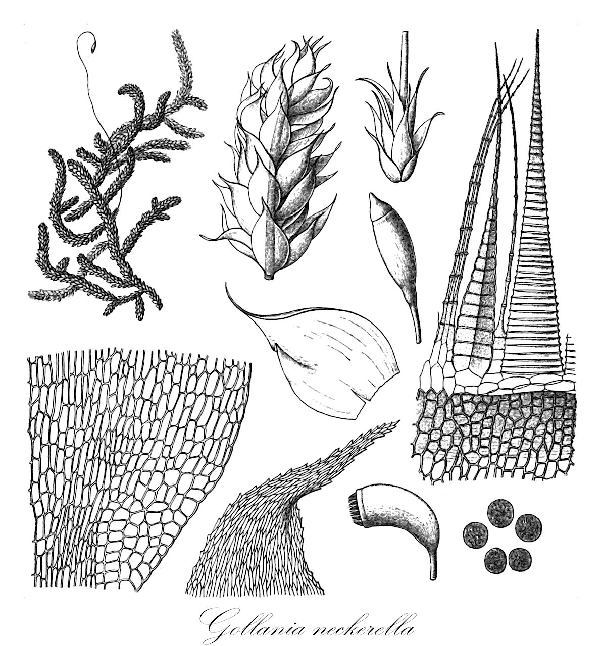 Gollania neckerella - Hypnaceae,Plantae,Bryobiotina,Bryophyta,Bryopsida,Bryidae,Hypnanae,Hypnales,Hypnaceae,Gollania,Gollania neckerella,Gollania neckerella var. neckerella, Hylocomium neckerella