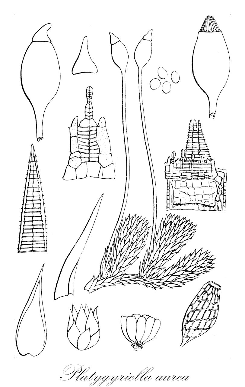 Platygyriella aurea - Hypnaceae,Plantae,Bryobiotina,Bryophyta,Bryopsida,Bryidae,Hypnanae,Hypnales,Hypnaceae,Platygyriella,Platygyriella aurea,Anomodon aureum, Bryosedgwickia aurea, Cylindrothecium aureum, Entodon acutifolius, Entodon aureus, Leskea aurea, Leskea polyantha var. indica, Maschalocarpus aureus, Neckera aurea, Pleuropus densus, Pterigynandrum aureum, Pterogonium aureum, Pylaisia aurea, Stereodon aureus