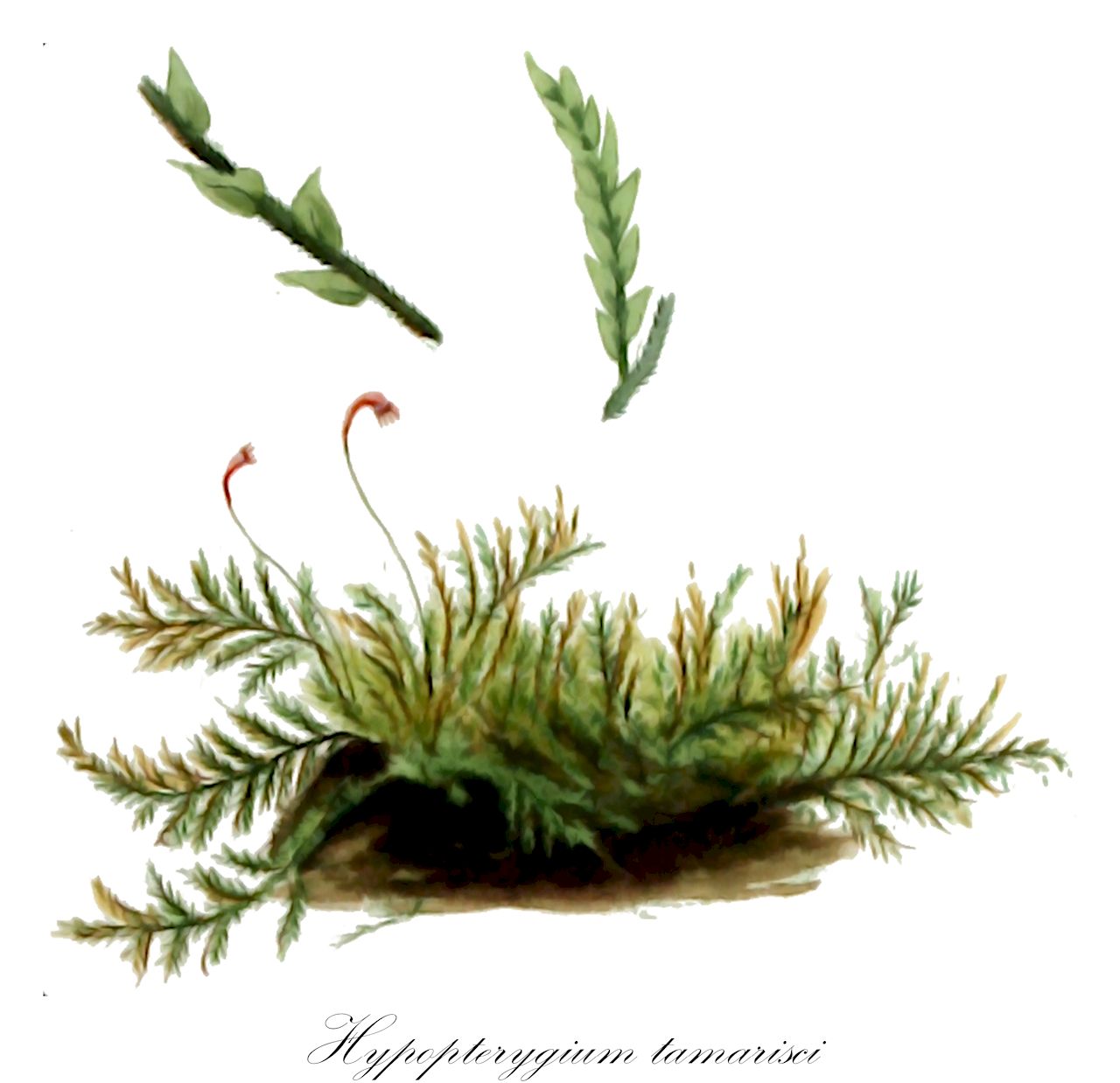 Hypopterygium tamarisci - Hypopterygiaceae,Plantae,Bryobiotina,Bryophyta,Bryopsida,Bryidae,Hypnanae,Hypopterygiales,Hypopterygiaceae,Hypopterygium,Hypopterygium tamarisci,Hookeria arbuscula, Hookeria jungermannioides, Hookeria laricina, Hypnum laricinum, Hypnum scutellatum, Hypnum tamarisci, Hypopterygium arbusculosum, Hypopterygium argentinicum, Hypopterygium atrotheca, Hypopterygium balantii, Hypopterygium bolivianum, Hypopterygium bouvetii, Hypopterygium bowiei, Hypopterygium brasiliense, Hypopterygium brevifolium, Hypopterygium ceylanicum, Hypopterygium ceylanicum subsp. humile, Hypopterygium debile, Hypopterygium falcatum, Hypopterygium flaccidum, Hypopterygium flavescens, Hypopterygium grandi-stipulaceum, Hypopterygium hildebrandtii, Hypopterygium humile, Hypopterygium immigrans, Hypopterygium incrassatolimbatum, Hypopterygium jungermanioides, Hypopterygium kaernbachii, Hypopterygium laricinum, Hypopterygium laricinum subsp. incrassatolimbatum, Hypopterygium laricinum var. incrassatolimbatum, Hypopterygium lehmannii, Hypopterygium levieri, Hypopterygium macrorhynchum, Hypopterygium mauritianum, Hypopterygium mauritianum var. nanum, Hypopterygium mildbraedii, Hypopterygium monoicum, Hypopterygium muelleri, Hypopterygium muelleri subsp. oceanicum, Hypopterygium nadeaudianum, Hypopterygium neo-caledonicum, Hypopterygium nivale, Hypopterygium novae-seelandiae var. oceanicum, Hypopterygium oceanicum, Hypopterygium pirottae, Hypopterygium pseudotamarisci, Hypopterygium pugiunculum, Hypopterygium pygmaeum, Hypopterygium rigidulum, Hypopterygium rigidulum subsp. balantii, Hypopterygium rigidulum subsp. macrorhynchum, Hypopterygium rigidulum subsp. monoicum, Hypopterygium rigidulum subsp. nadeuaudianum, Hypopterygium rotulatum subsp. debile, Hypopterygium rotulatum var. incurvum, Hypopterygium rotulatum var. oceanicum, Hypopterygium rotundo-stipulatum, Hypopterygium scottiae subsp. denticulatum, Hypopterygium scutellatum, Hypopterygium sinicum, Hypopterygium sphaerocarpum, Hypopterygium squarrulosum, Hypopterygium subhumile, Hypopterygium sylvaticum, Hypopterygium sylvaticum var. lehmannii, Hypopterygium sylvaticum var. rotundostipulatum, Hypopterygium sylvaticum var. torulosum, Hypopterygium tahitense, Hypopterygium tamarisci subsp. arbusculosum, Hypopterygium tamarisci subsp. argentinicum, Hypopterygium tamarisci subsp. flavescens, Hypopterygium tamarisci subsp. hildebrandtii, Hypopterygium tamarisci subsp. pseudotamarisci, Hypopterygium tenellum, Hypopterygium tenellum subsp. subhumile, Hypopterygium torulosum, Hypopterygium torulosum var. kameruniae, Hypopterygium torulosum var. nossi-beanum, Hypopterygium uliginosum, Hypopterygium usambaricum, Hypopterygium viridissimum, Hypopterygium viridulum, Pterobryon muelleri, Pterygophyllum balantii, Pterygophyllum jungermannioides