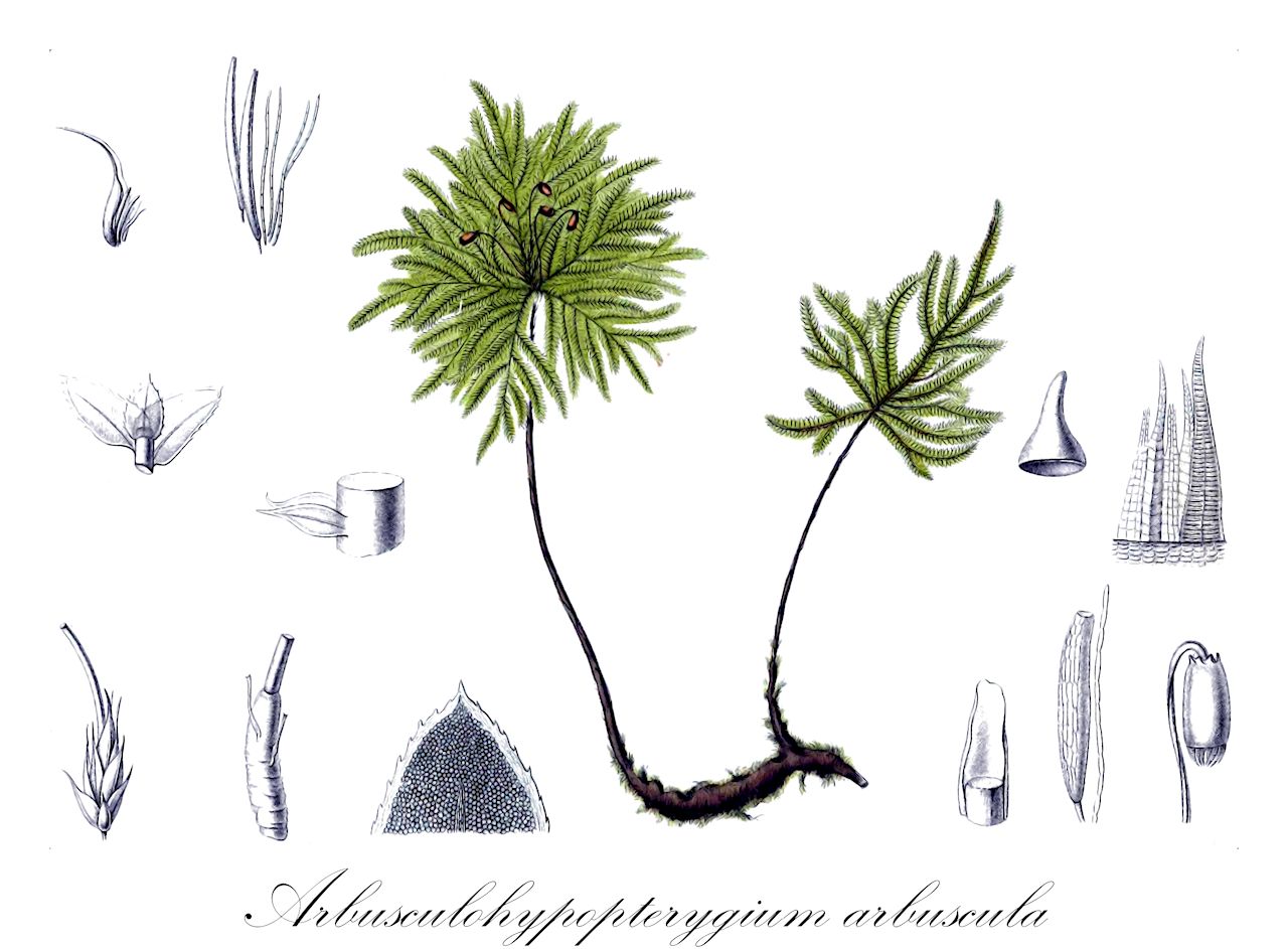 Arbusculohypopterygium arbuscula - Hypopterygiaceae,Plantae,Bryobiotina,Bryophyta,Bryopsida,Bryidae,Hypnanae,Hypopterygiales,Hypopterygiaceae,Arbusculohypopterygium,Arbusculohypopterygium arbuscula,Dendrohypopterygium arbuscula, Hypnum arbuscula, Hypnum speciosum, Hypnum thouinii, Hypopterygium arbuscula, Hypopterygium speciosum, Hypopterygium thouinii, Hypopterygium wolffhuegelii