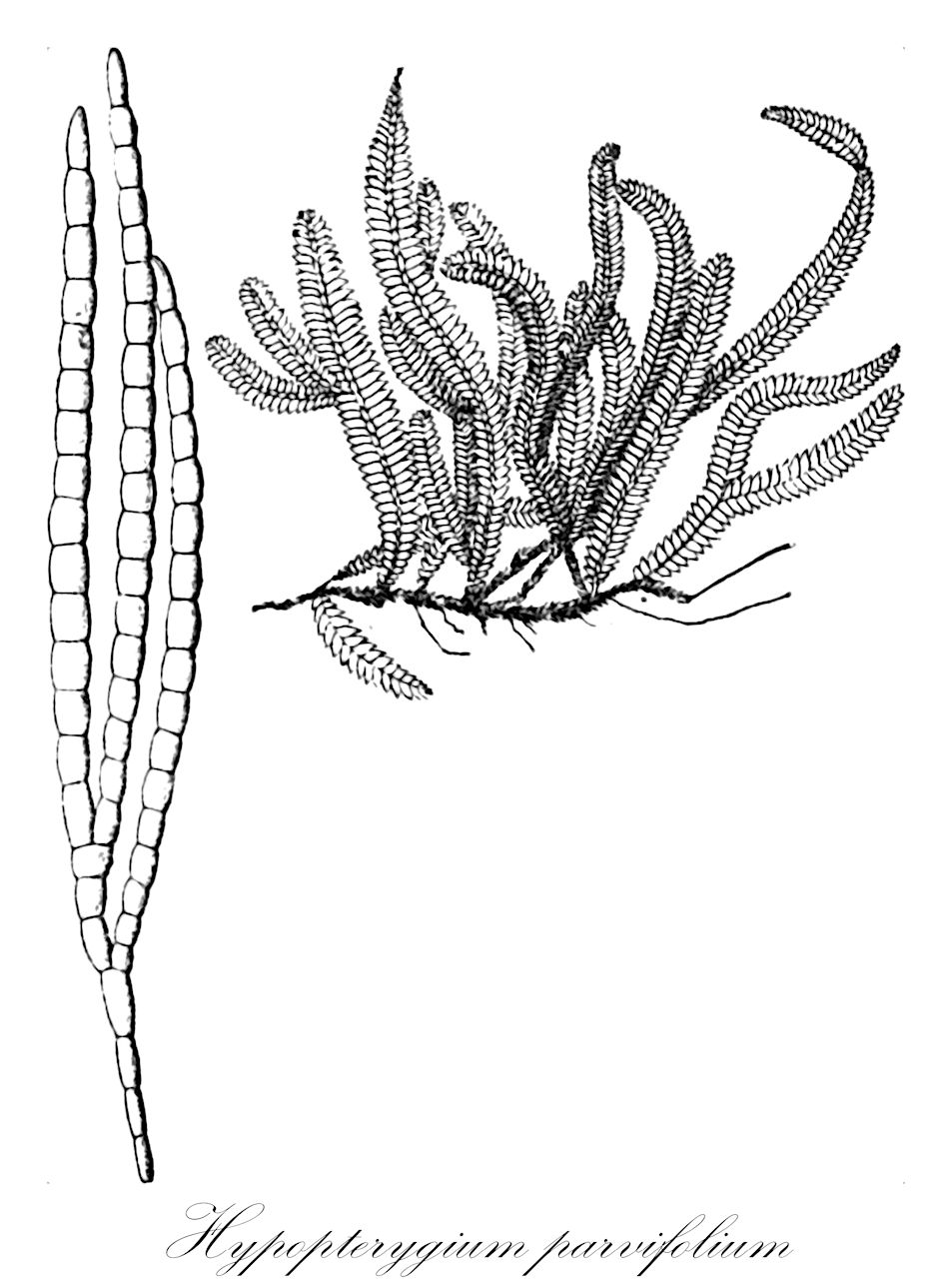 Hypopterygium parvifolium - Hypopterygiaceae,Plantae,Bryobiotina,Bryophyta,Bryopsida,Bryidae,Hypnanae,Hypopterygiales,Hypopterygiaceae,Hypopterygium,Hypopterygium parvifolium,Cyathophorella aristifolia, Cyathophorella parvifolia, Cyathophorella tenera, Cyathophorum parvifolium, Cyathophorum tenerum