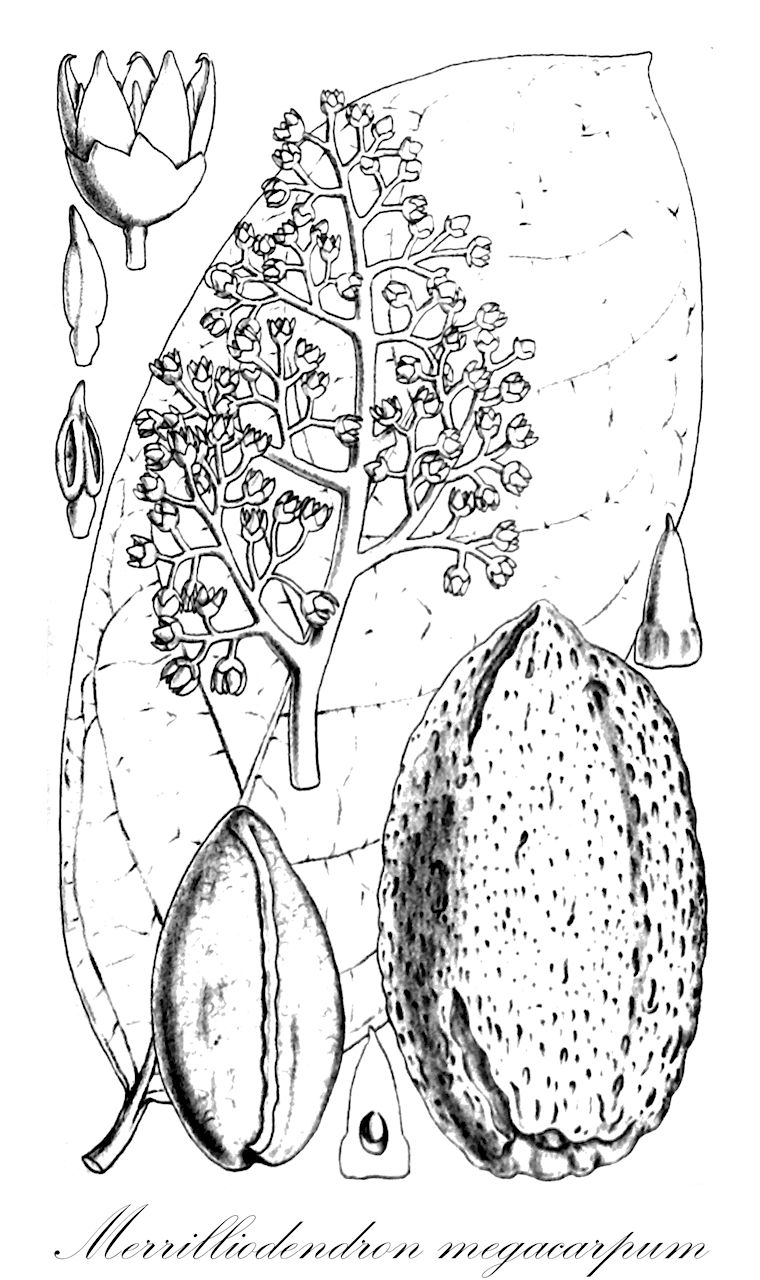 Merrilliodendron megacarpum - Icacinaceae,Plantae,Pteridobiotina,Angiosperms,Icacinales,Icacinaceae,Merrilliodendron,Merrilliodendron megacarpum,Mangifera xylocarpa, Merrilliodendron rotense, Peekeliodendron missionariorum, Stemonurus megacarpus