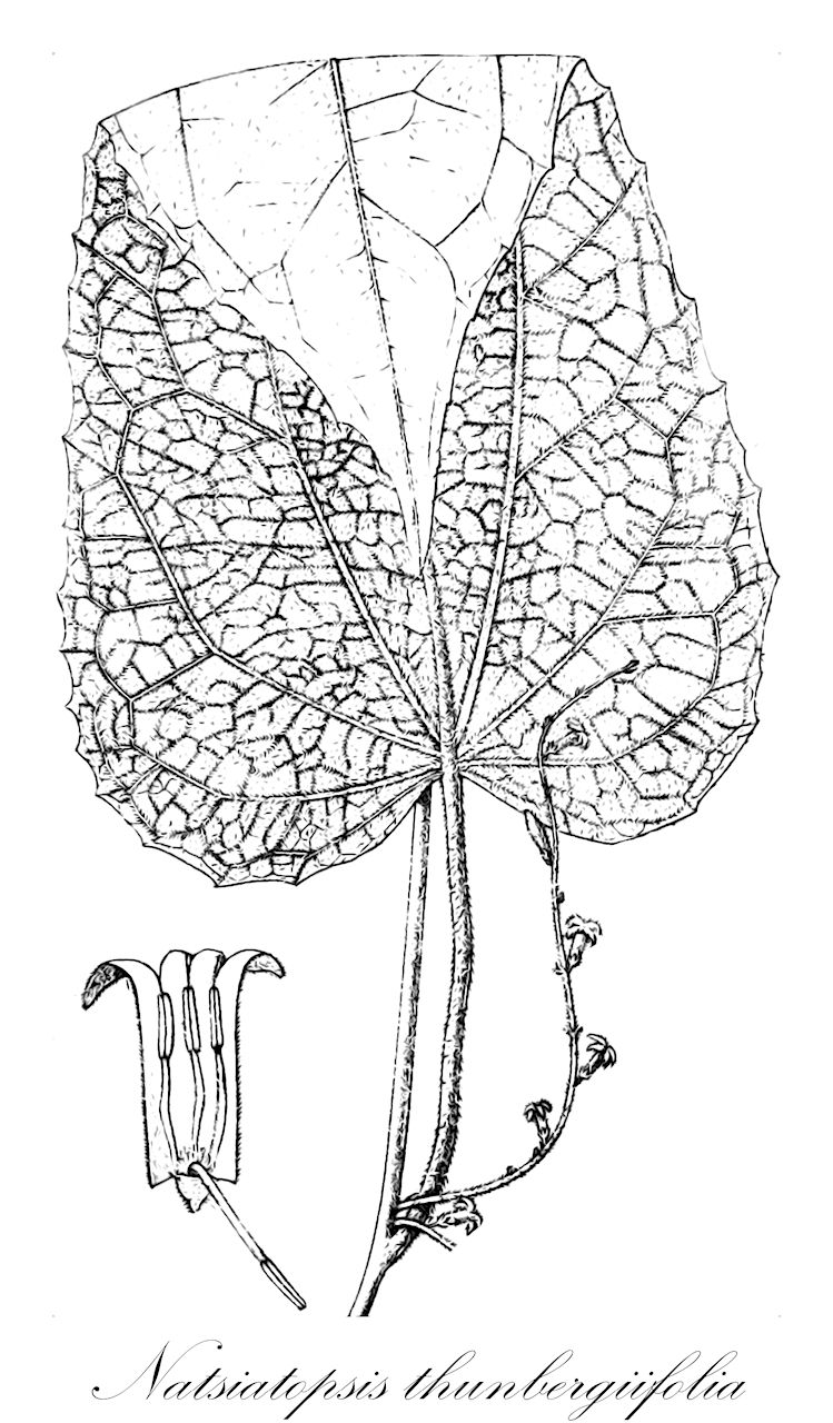 Natsiatopsis thunbergiifolia - Icacinaceae,Plantae,Pteridobiotina,Angiosperms,Icacinales,Icacinaceae,Natsiatopsis,Natsiatopsis thunbergiifolia