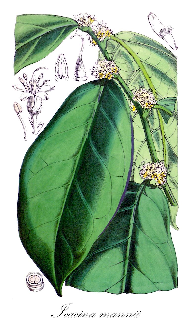 Icacina mannii - Icacinaceae,Plantae,Pteridobiotina,Angiosperms,Icacinales,Icacinaceae,Icacina,Icacina mannii