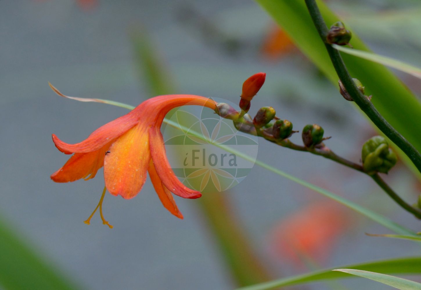 Crocosmia × crocosmiiflora - Iridaceae,Plantae,Pteridobiotina,Angiosperms,Asparagales,Iridaceae,Crocosmia,Crocosmia × crocosmiiflora,Crocosmia latifolia, Montbretia crocosmiiflora, Montbretia crocosmiiflora unr. elegans, Montbretia crocosmiiflora unr. sulfurea, Tritonia crocosmiiflora,Monbretie;Montbretie;Garten-Montbretie