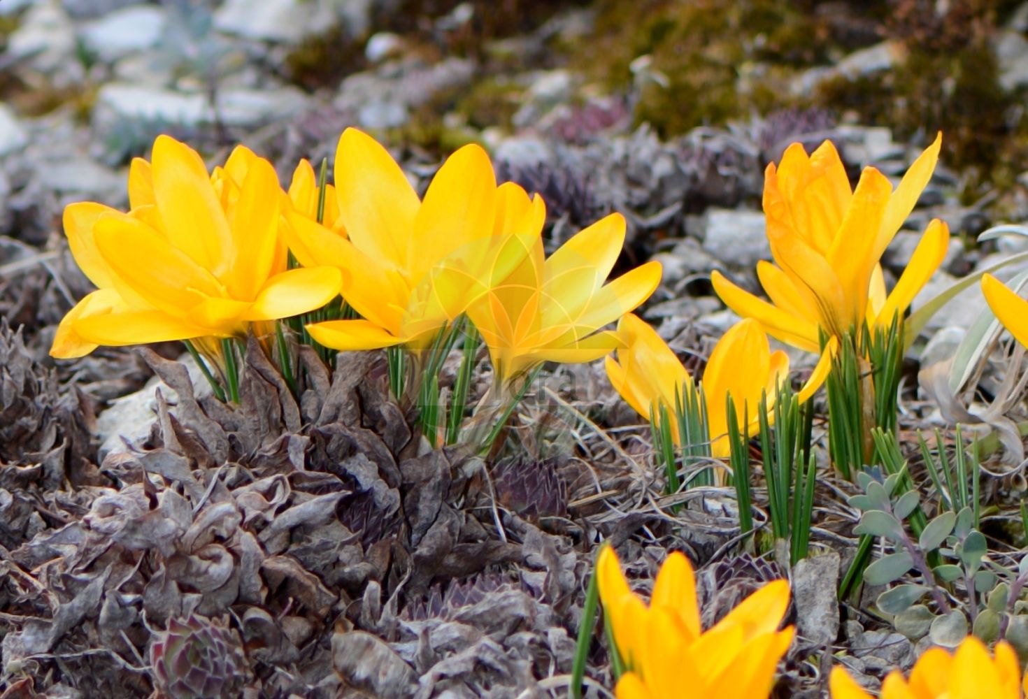 Crocus flavus - Iridaceae,Plantae,Pteridobiotina,Angiosperms,Asparagales,Iridaceae,Crocus,Crocus flavus,Crocus aureus, Crocus lageniflorus var. stellaris, Crocus luteus, Crocus stellaris,Gold-Krokus;dutch yellow crocus;yellow crocus;Crocus jaune;Croco dorato;gele krokus;крокус жёлтый;шафран жёлтый;шафран золотистый;yer çiğdemi;krokus żółty;szafran żółty;sárga sáfrány;šafrán žlutý;brânduşă galbenă;brândușă galbena;šafran žltý;шафран жовтий;златист минзухар;какичка;жути каћун