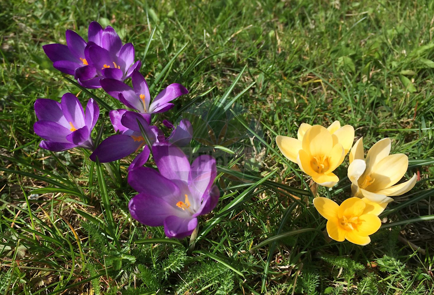 Crocus vernus - Iridaceae,Plantae,Pteridobiotina,Angiosperms,Asparagales,Iridaceae,Crocus,Crocus vernus,Crocus acutiflorus, Crocus albiflorus, Crocus appendiculatus, Crocus caeruleus, Crocus heuffelianus subsp. albiflorus, Crocus montanus, Crocus montenegrinus, Crocus napolitanus, Crocus parviflorus, Crocus pygmaeus, Crocus rubens, Crocus sativus var. vernus, Crocus vernus subsp. albiflorus, Crocus vernus subvar. albiflorus, Crocus vernus var. acutiflorus, Crocus vernus var. albiflorus, Crocus vernus var. parviflorus, Crocus vilmae, Ixia vernalis,Gewöhnlicher Frühlings-Krokus;Frühlings-Krokus;Weißer Krokus;Frühlings-Safran;Gewöhnlicher Frühlings-Safran;Frühlings-Krokus;Roter Krokus;spring crocus;purple crocus;dutch crocus;woodland crocus;crocus à fleurs blanches;crocus du printemps;crocus printanier;safran à fleurs blanches;safran bâtard;safran de Naples;safran des fleuristes;safran printanier;azafrán doblado;azafrán estéril;azafrán oloroso;azafrán silvestre;croco bianco;croco di primavera;bunte krokus;açafrão-da-primavera;shafran;safrà bord;safrà de muntanya;brnduška;napuljski šafran;vårkrokus;krokus wiosenny;szafran wiosenny;beli žafran;nunka;pomladanski žafran;tavaszi sáfrány;šafrán jarní;šafran jarný;шафран весняний;krokus