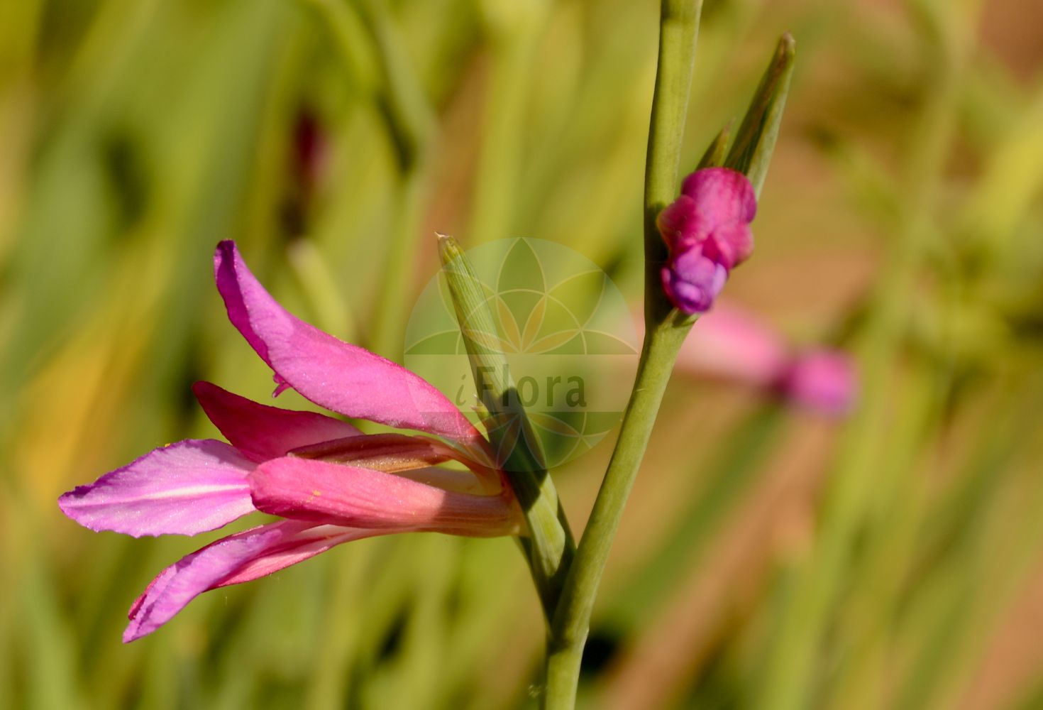 Gladiolus palustris - Iridaceae,Plantae,Pteridobiotina,Angiosperms,Asparagales,Iridaceae,Gladiolus,Gladiolus palustris,Gladiolus boucheanus, Gladiolus communis subsp. palustris, Gladiolus communis var. triphyllus, Gladiolus felicis, Gladiolus imbricatus subsp. parviflorus, Gladiolus palustris var. vaudensis, Gladiolus parviflorus, Gladiolus pratensis, Gladiolus triphyllus,Sumpf-Siegwurz;Sumpf-Gladiole;Runder Allermannsharnisch;marsh gladiolus;Glaïeul des marais;Gladiolo reticulato;gladiolo palustre;гадиолус болотный;шпажник болотный;gladiola e grunjevë;gladiole;močvarni mačić;mieczyk błotny;mieczyk drobnokwiatowy;močvirski meček;mocsári kardvirág;mečík bahenní;mečík močiarny;косарики болотні;юлатен гладиолус