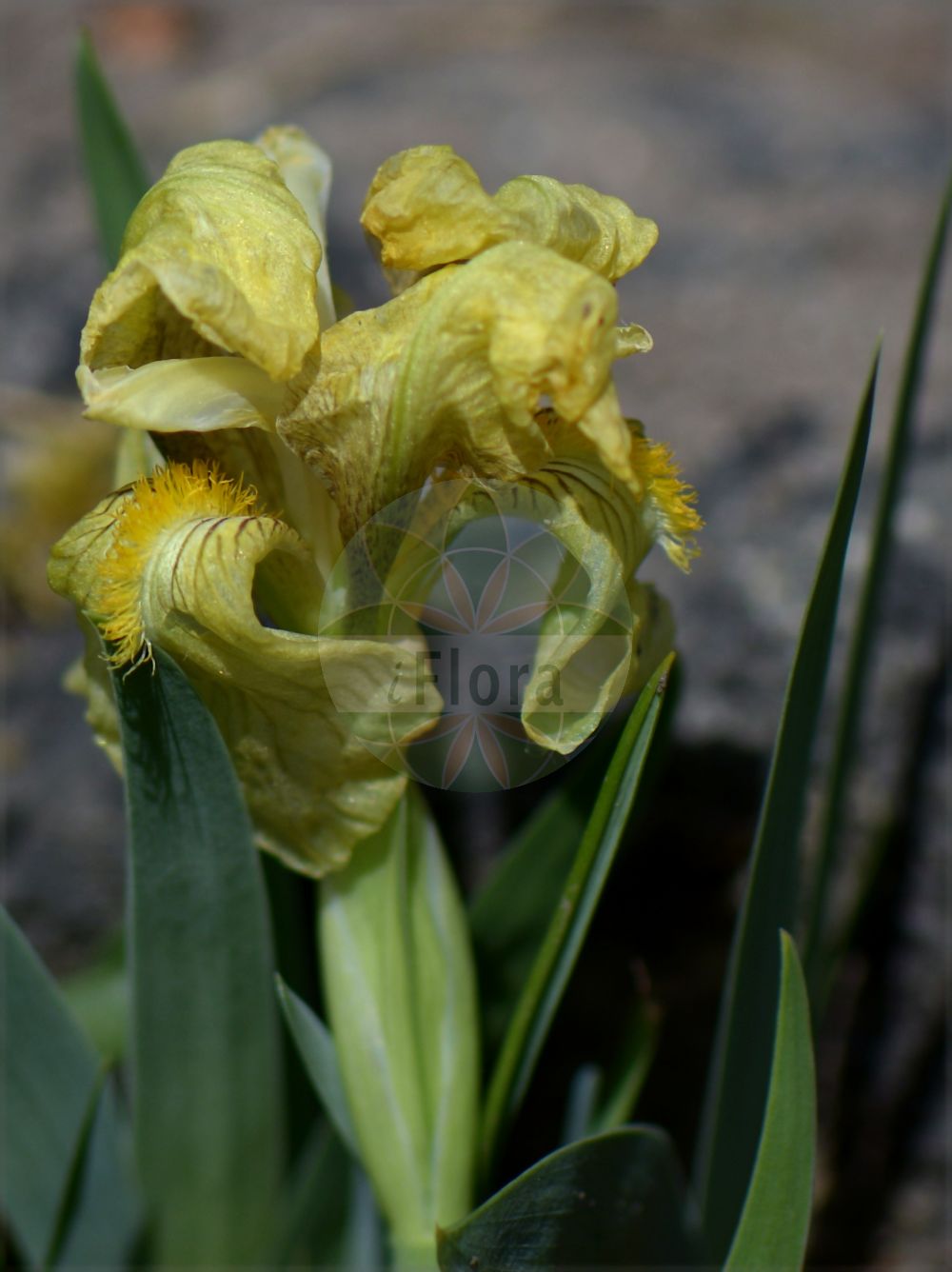 Iris reichenbachii - Iridaceae,Plantae,Pteridobiotina,Angiosperms,Asparagales,Iridaceae,Iris,Iris reichenbachii,Iris athoa, Iris balkana, Iris bosniaca, Iris chamaeiris subsp. balkana, Iris chamaeiris var. balkana, Iris livida, Iris reichenbachii var. balkana, Iris reichenbachii var. bosniaca, Iris reichenbachii var. lutea, Iris reichenbachii var. tenuifolia, Iris reichenbachii var. tubifera, Iris serbica, Iris skorpili, Iris virescens subsp. bosniaca, Iris virescens subsp. reichenbachii,Reichenbachs Schwertlilie;Reichenbach-Schwertlilie;perunika;stanjenel balcanic;райхенбахова перуника;зечја ружица
