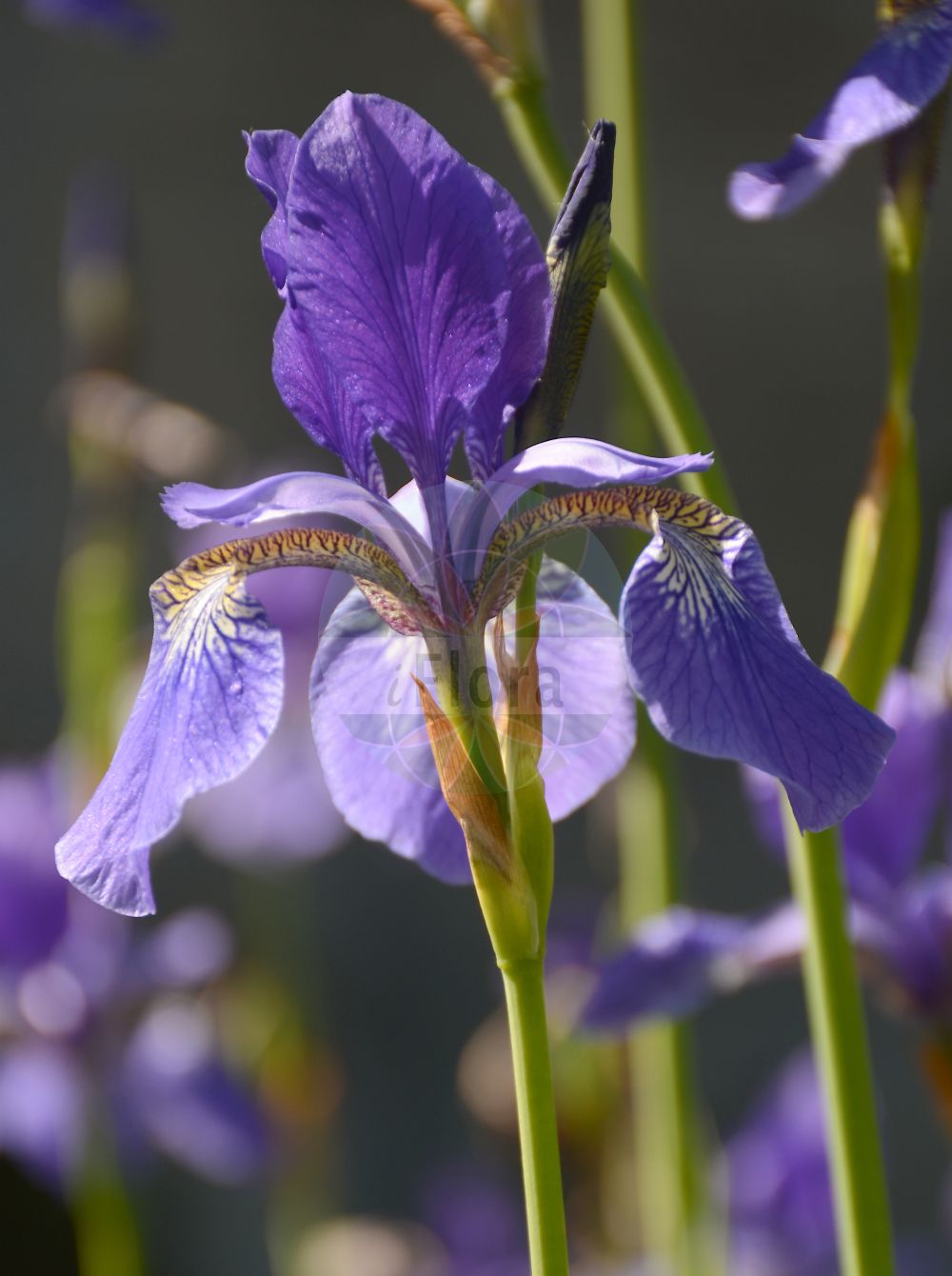 Iris sibirica - Iridaceae,Plantae,Pteridobiotina,Angiosperms,Asparagales,Iridaceae,Iris,Iris sibirica,Biris sibirica, Iris acuta, Iris angustifolia, Iris bicolor, Iris erirrhiza, Iris flexuosa, Iris mandraliscae, Iris maritima, Iris pratensis, Iris pseudosibirica, Iris sibirica f. albiflora, Iris sibirica var. acuta, Iris sibirica var. albida, Iris sibirica var. angustifolia, Iris sibirica var. erirrhiza, Iris sibirica var. flexuosa, Iris sibirica var. haematophylla, Iris sibirica var. pallida, Iris sibirica var. stenopetala, Iris sibirica var. typica, Iris spathulata, Iris stricta, Ixia angustifolia, Limnirion sibiricum, Limniris sibirica, Xiphion flexuosum, Xiphion pratense, Xiphion sibiricum, Xyridion flexuosum, Xyridion sibiricum,Sibirische Schwertlilie;Wiesen-Schwertlilie;siberian iris;Iris de Sibérie;Giaggiolo siberiano;giaggiolo di palude;касатик сибирский;çayır süseni;sibirska perunika;strandiris;Sibirisk iris;kosaciec syberyjski;sibirska perunika;szibériai nőszirom;kosatec sibiřský;kosatec sibírsky;півники сибірські;сибирска перуника;Siberi võhumõõk;Sibīrijas skalbe;siperiankurjenmiekka;sibirinis vilkdalgis