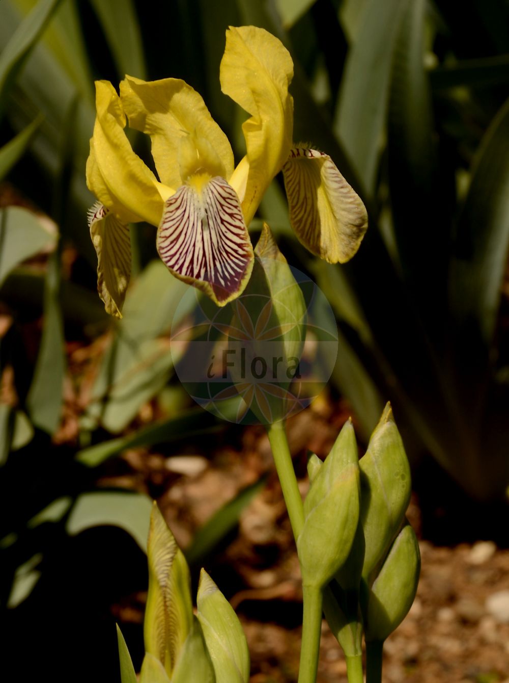 Iris variegata - Iridaceae,Plantae,Pteridobiotina,Angiosperms,Asparagales,Iridaceae,Iris,Iris variegata,Bunte Schwertlilie;Gelbliche Schwertlilie;Gescheckte Schwertlilie;hungarian iris;Iris panaché;Giaggiolo pezzato;giaggiolo variegato;ирис пёстрый;касатик пёстрый;šarena perunika;tarka nőszirom;kosatec různobarvý;kosatec dvojfarebný;півники рябі;пъстра перуника;шарена перуника