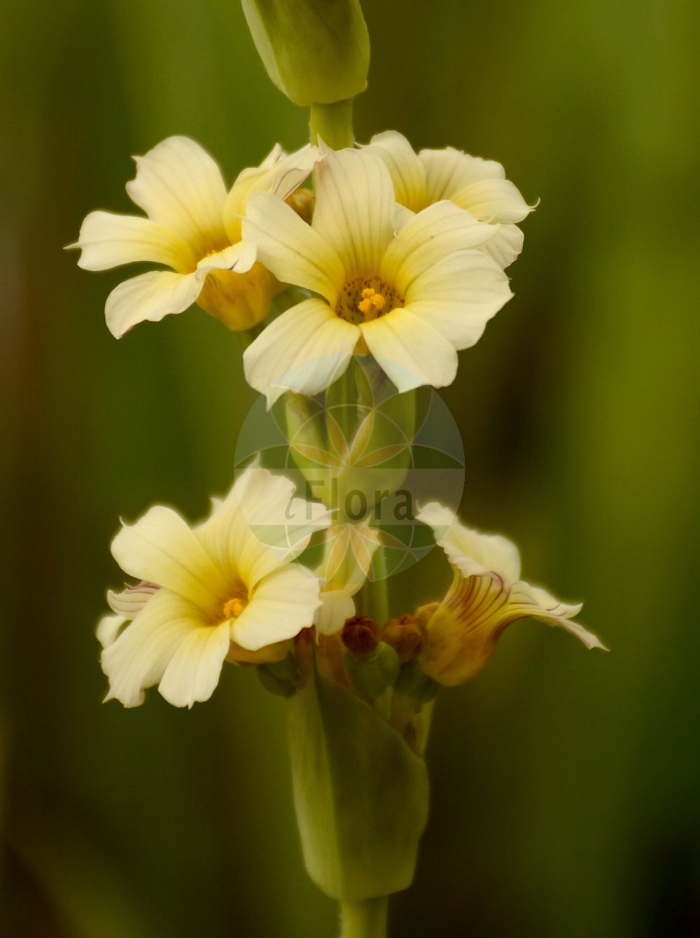 Sisyrinchium striatum - Iridaceae,Plantae,Pteridobiotina,Angiosperms,Asparagales,Iridaceae,Sisyrinchium,Sisyrinchium striatum,Bermudiana striata, Ferraria ochroleuca, Marica striata, Moraea sertula, Paneguia striata, Sisyrinchium cuspidatum var. striatum, Sisyrinchium libertioides, Sisyrinchium lutescens, Sisyrinchium reticulatum, Sisyrinchium sertiflorum, Sisyrinchium spicatum,Gestreiftes Grasschwertel