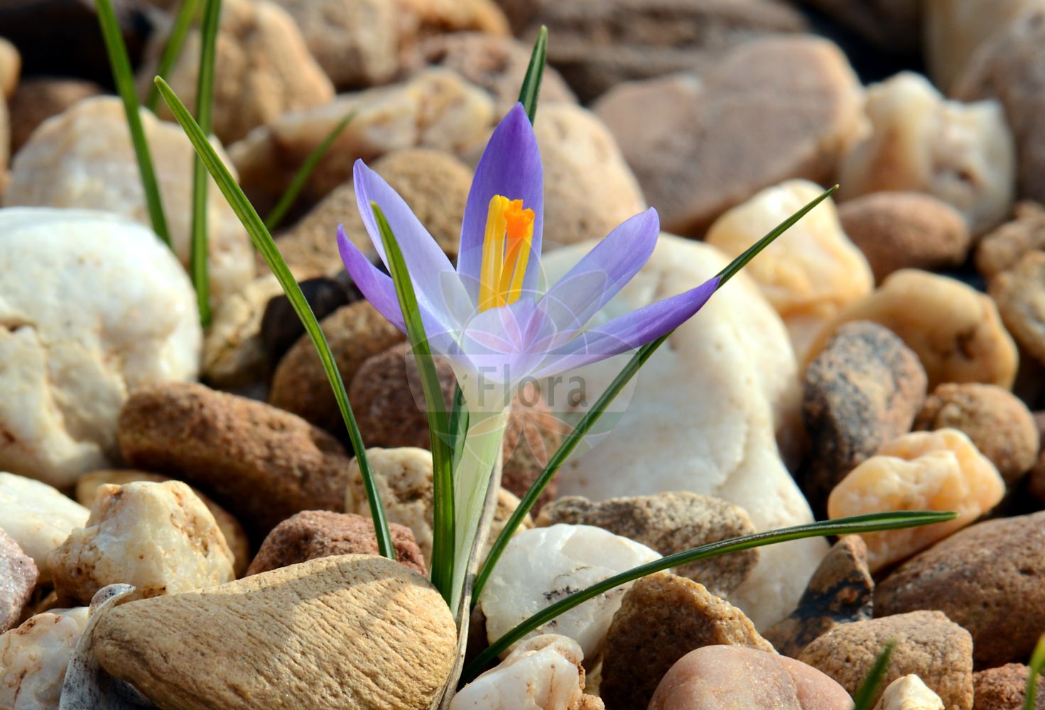 Crocus minimus - Iridaceae,Plantae,Pteridobiotina,Angiosperms,Asparagales,Iridaceae,Crocus,Crocus minimus,Bulbocodium elongatum, Crocus insularis, Crocus insularis var. geminiflorus, Crocus insularis var. medius, Crocus insularis var. minimus, Crocus minimus var. corsicus, Crocus minimus var. sardous, Crocus nanus, Ixia elongata, Romulea elongata, Trichonema bulbocodium var. elongatum, Trichonema elongatum,Kleinster Krokus;crocus tout petit;petit safran;zafferano minore