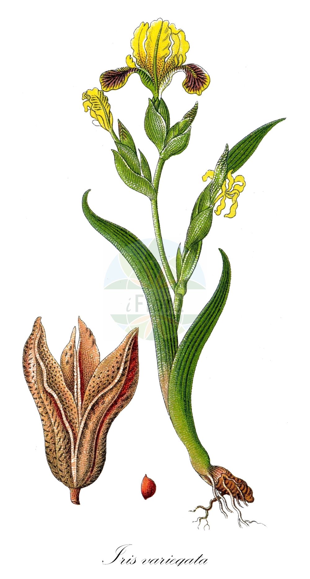 Iris variegata - Iridaceae,Plantae,Pteridobiotina,Angiosperms,Asparagales,Iridaceae,Iris,Iris variegata,Bunte Schwertlilie;Gelbliche Schwertlilie;Gescheckte Schwertlilie;hungarian iris;Iris panaché;Giaggiolo pezzato;giaggiolo variegato;ирис пёстрый;касатик пёстрый;šarena perunika;tarka nőszirom;kosatec různobarvý;kosatec dvojfarebný;півники рябі;пъстра перуника;шарена перуника