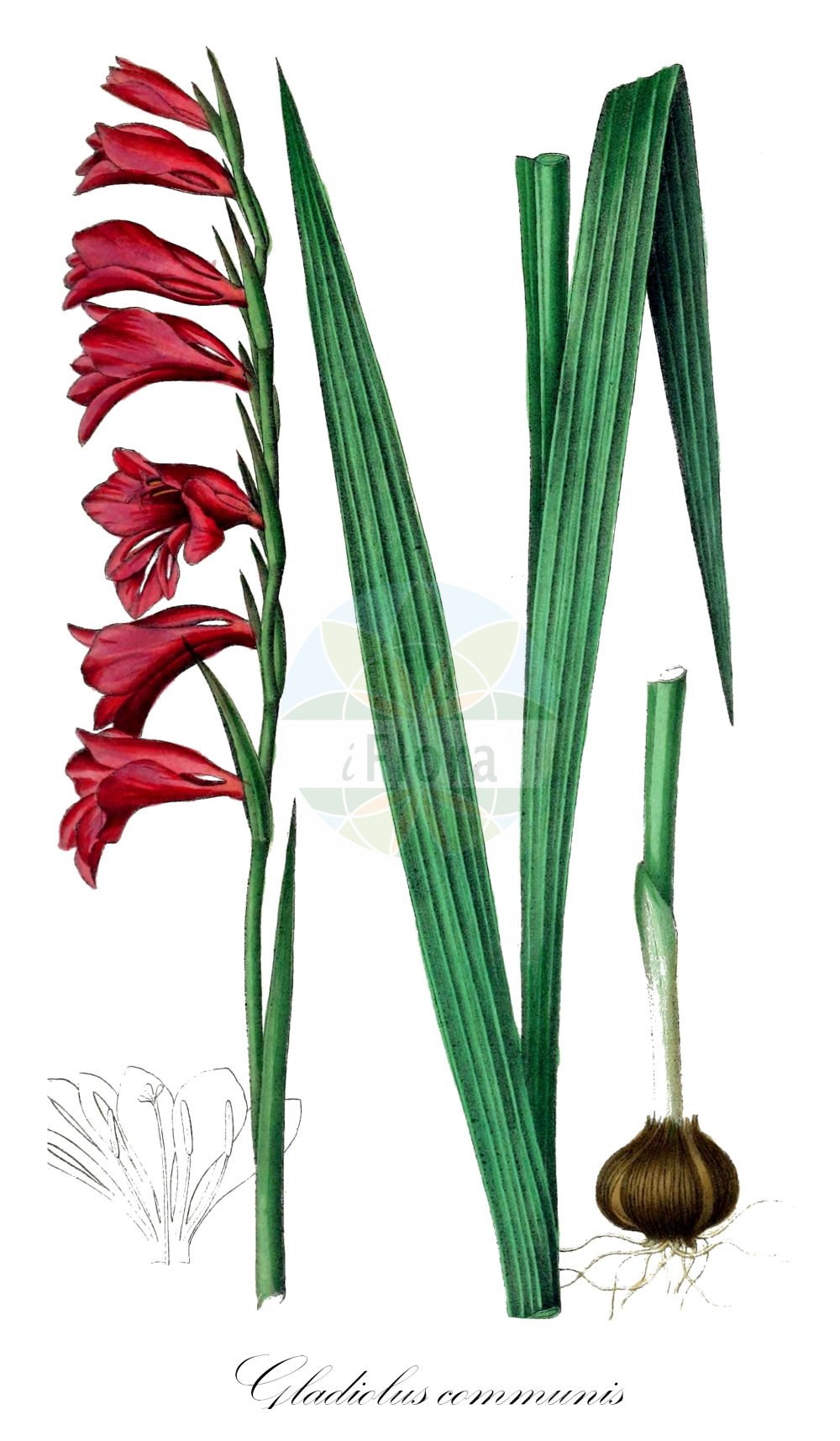 Gladiolus communis - Iridaceae,Plantae,Pteridobiotina,Angiosperms,Asparagales,Iridaceae,Gladiolus,Gladiolus communis,Gladiolus byzantinus var. lutarius, Gladiolus byzantinus var. numidicus, Gladiolus collinus, Gladiolus communis subsp. notarisii, Gladiolus communis var. byzantinus, Gladiolus communis var. carneus, Gladiolus communis var. montserratii, Gladiolus gussonei, Gladiolus illyricus subsp. reuteri, Gladiolus illyricus var. reuteri, Gladiolus lannesii, Gladiolus notarisii, Gladiolus numidicus, Gladiolus reuteri, Gladiolus reuteri var. subuniflorus, Gladiolus tinei, Gladiolus tineoi,Gewöhnliche Siegwurz;Garten-Siegwurz;Garten-Gladiole;eastern gladiolus;false corn-flag;turkish corn-flag;Glaïeul commun;glaïeul de Byzance;glaïeul des champs;glaïeul d'Orient;glaïeul rouge;gladiolo;Gladiolo maggiore;fil di spada;spadaciola;gladiolo comune;gewoone zwaardlelie;gewone zwaardlelie;гладиолус византийский;гладиолус обыкновенный;шпажник обыкновенный;gladiole;gladiol;obični mačić;kardvirág;mečík obecný;gladiol obecný;обикновен гладиолус;сабљичица