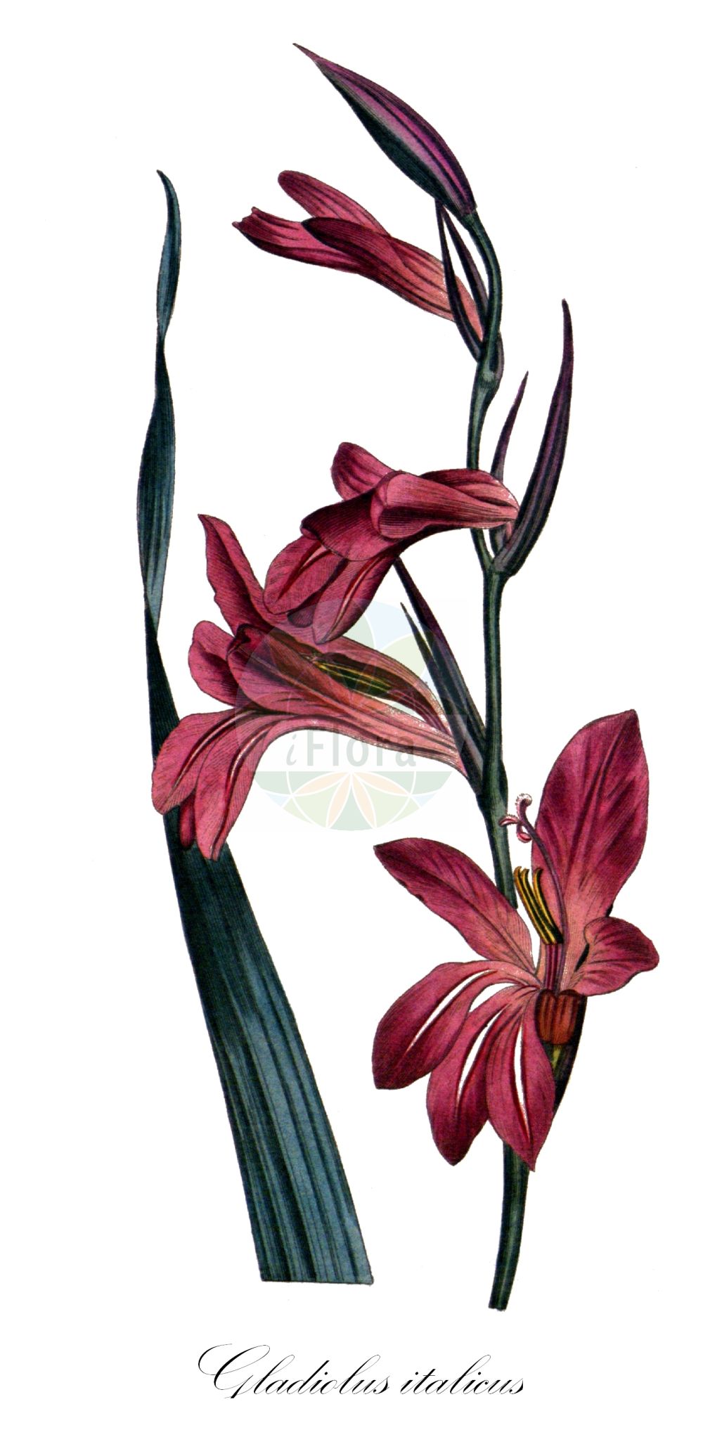 Gladiolus italicus - Iridaceae,Plantae,Pteridobiotina,Angiosperms,Asparagales,Iridaceae,Gladiolus,Gladiolus italicus,Ballosporum segetum, Gladiolus arvaticus, Gladiolus communis var. distichus, Gladiolus communis var. grandiflorus, Gladiolus communis var. parviflorus, Gladiolus commutatus, Gladiolus cyclocarpus, Gladiolus dalmaticus, Gladiolus dubius, Gladiolus guepinii, Gladiolus infestus, Gladiolus leucanthus, Gladiolus ludovicae, Gladiolus pallidus, Gladiolus proteiflorus, Gladiolus rigescens, Gladiolus ruricola, Gladiolus segetalis, Gladiolus segetum, Gladiolus segetum f. sterilis, Gladiolus segetum subsp. commutatus, Gladiolus segetum subsp. guepinii, Gladiolus segetum subsp. ludovicae, Gladiolus segetum var. grandiflorus, Gladiolus segetum var. guepinii, Gladiolus segetum var. infestus, Gladiolus segetum var. ludovicae, Gladiolus spathaceus, Gladiolus tenuiflorus, Gladiolus turkmenorum, Sphaerospora segetum,Italienische Siegwurz;Acker-Gladiole;Italienische Gladiole;Glaïeul d'Italie;glaïeul des moissons;glaïeul douteux;espadilla;cuchillo;azumbar;coltell;hierba estoque;gladiolo de campo;gladiolo;paíllas;Gladiolo dei campi;fil di spada;pancacciuolo;gladiolo italiano;gladiolo meridionale;espadana-das-searas;acoro-falso;calças-de-cuco;cristas-de-galo;espadana-bulbosa;espadana-dos-montes;estoque;gladíolo;гладиолус итальянский;гладиолус посевной;гладиолус туркменский;шпажник итальянский;шпажник посевной;шпажник туркменский;kılıçotu;gladiola e grunjëve;gladiole;lliri dels blats;talijanski mačić;laški meček;mečík dvojradý;косарики італійські;посевен гладиолус;посевно петльово перо;saytan hattevu'ah;סַיְפַן הַתְּבוּאָה;ħabb tal-qamħ tar-raba;μεγάλι μαχαιρίδα