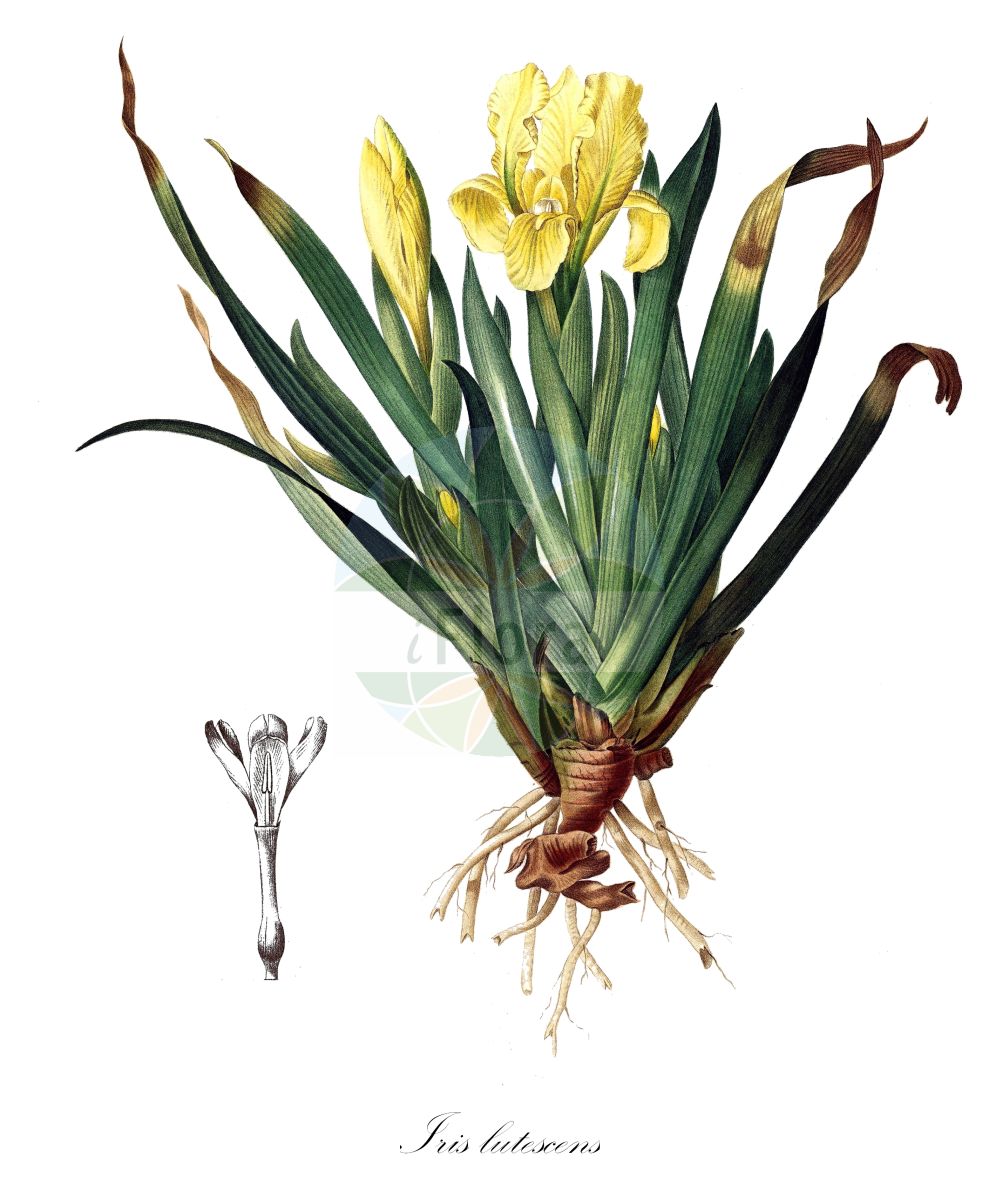 Iris lutescens - Iridaceae,Plantae,Pteridobiotina,Angiosperms,Asparagales,Iridaceae,Iris,Iris lutescens,Chamaeiris angustifolia, Gynandriris italica, Iris biflora f. lisbonensis, Iris burnatii, Iris chamaeiris, Iris chamaeiris prol. italica, Iris chamaeiris subsp. italica, Iris chamaeiris subsp. olbiensis, Iris chamaeiris subvar. alba, Iris chamaeiris subvar. luteola, Iris chamaeiris subvar. violacea, Iris chamaeiris var. italica, Iris chamaeiris var. olbiensis, Iris fragrans, Iris italica, Iris lisbonensis, Iris longiflora, Iris lutescens f. crocea, Iris lutescens f. violacea, Iris lutescens subsp. chamaeiris, Iris lutescens subsp. lutescens, Iris lutescens subsp. olbiensis, Iris lutescens subsp. olbiensis, Iris lutescens subsp. segarrica, Iris lutescens subsp. subbiflora, Iris lutescens subvar. albescens, Iris lutescens subvar. luteola, Iris lutescens subvar. violacea, Iris lutescens var. olbiensis, Iris myleri, Iris neglecta, Iris olbiensis, Iris polychroa, Iris pumila subsp. chamaeiris, Iris pyrenaica, Iris sordida, Iris subbiflora, Iris virescens,Niedrige Schwertlilie;Grünliche Schwertlilie;Gelbliche Schwertlilie;Iris jaunâtre;iris jaune;petit iris;lirio bajo;lirio;lirio enano de monte;lirio silvestre;lirio franciscano;lirio morao;lirio pascual;lirio pequeño de campo;matapollo;Giaggiolo giallastro;giaggiolo tirrenico;lirio-dos-montes;lírio-dos-montes;lírio-cardano;lírio-cardeno;lírio-roxo;ganjol menut;jinjol blau;lliri blau;lliri de muntanya;lliri de Sant Fransesc;lliri menut
