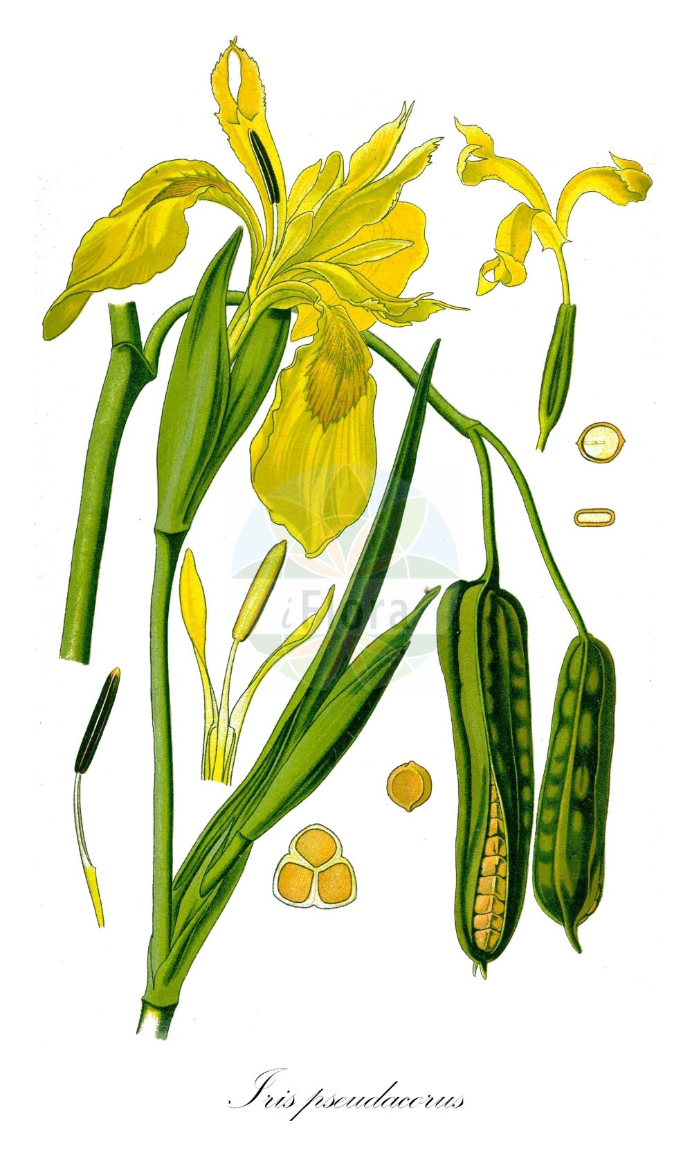 Iris pseudacorus - Iridaceae,Plantae,Pteridobiotina,Angiosperms,Asparagales,Iridaceae,Iris,Iris pseudacorus,Acorus adulterinus, Acorus adulterinus, Iris acoriformis, Iris acoroides, Iris bastardii, Iris curtopetala, Iris curtopetala, Iris flava, Iris lutea, Iris lutea, Iris pallidior, Iris paludosa, Iris palustris, Iris palustris, Iris palustris var. pallida, Iris pseudacorus f. albescens, Iris pseudacorus f. longiacuminata, Iris pseudacorus f. nyaradyana, Iris pseudacorus f. submersa, Iris pseudacorus subsp. acoriformis, Iris pseudacorus subsp. bastardii, Iris pseudacorus subvar. aurantiaca, Iris pseudacorus var. acoriformis, Iris pseudacorus var. acoriformis, Iris pseudacorus var. acoroides, Iris pseudacorus var. bastardii, Iris pseudacorus var. citrina, Iris pseudacorus var. longifolia, Iris pseudacorus var. ochroleuca, Iris pseudacorus var. parviflora, Iris pseudacorus var. parviflorum, Iris sativa, Limnirion pseudacorus, Limniris pseudoacorus, Moraea candolleana, Pseudo-iris palustris, Vieusseuxia iridioides, Xiphion acoroides, Xiphion pseudoacorus, Xyridion acoroideum, Xyridion pseudacorus,Wasser-Schwertlilie;Sumpf-Schwertlilie;Gelbe Schwertlilie;yellow iris;pale-yellow iris;yellow flag;yellow water iris;fleur-de-lis;iris jaune;jacob's wort;rocky mountain iris;water flag;yellow-flag iris;paleyellow iris;Iris jaune;iris des marais;iris faux-acore;flambe d'eau;glaïeul des marais;grande laîche;pavée;lirio amarillo;lírio amarillo;acoro acuático amarillo;acoro bastardo;acoro palustre;azucena amarilla;brimbio;espadaña amarilla;espadaña fina;espadañal;falso acoro;flor de lis;gladiolo de agua;iris amarillo;jarro de oro;lirio amarillo de agua;lirio común;lirio de la marisma;lirio espadañal;lirio pajizo;lirio salvaje;pseudoacoro;rabiacán;Giaggiolo acquatico;giglio giallo;iride gialla;acoro falso;geele lis;gele lis;lirio-amarelo-dos-pantanos;lírio-amarelo-dos-pantanos;abola-candelas;ácoro-bastardo;espadaina-amarela;lírio-amarelo;lírio-amarelo-dos-charcos;lírio-amarelo-dos-pântanos;lírio-bastardo;lírio-dos-charcos;lírio-dos-pântanos;lírio-espadanal;lírio-falso-acoro;касатик водяной;касатик жёлтый;batak süseni;badra e ujit;shpatore;balca;boga;bova de gatxol;coltell groc;espadanya;garitxol groc;ginjol groc;lliri groc;žuta perunika;gul svärdlilje;gul svärdlilja;svärdslilja;gul iris;kosaciec żólty;ki-shôbu;キショウブ;vodna perunika;sárga nőszirom;kosatec žlutý;stânjenel de baltă;stînjenei de baltă;kosatec žltý;півники болотні;блатна перуника;kollane võhumõõk;purva skalbe;sverdlilje;keltakurjenmiekka;водена перуника;жута перуника;мочварна перуника;irus anef;אִירוּס עָנֵף;geltonasis vilkdalgis
