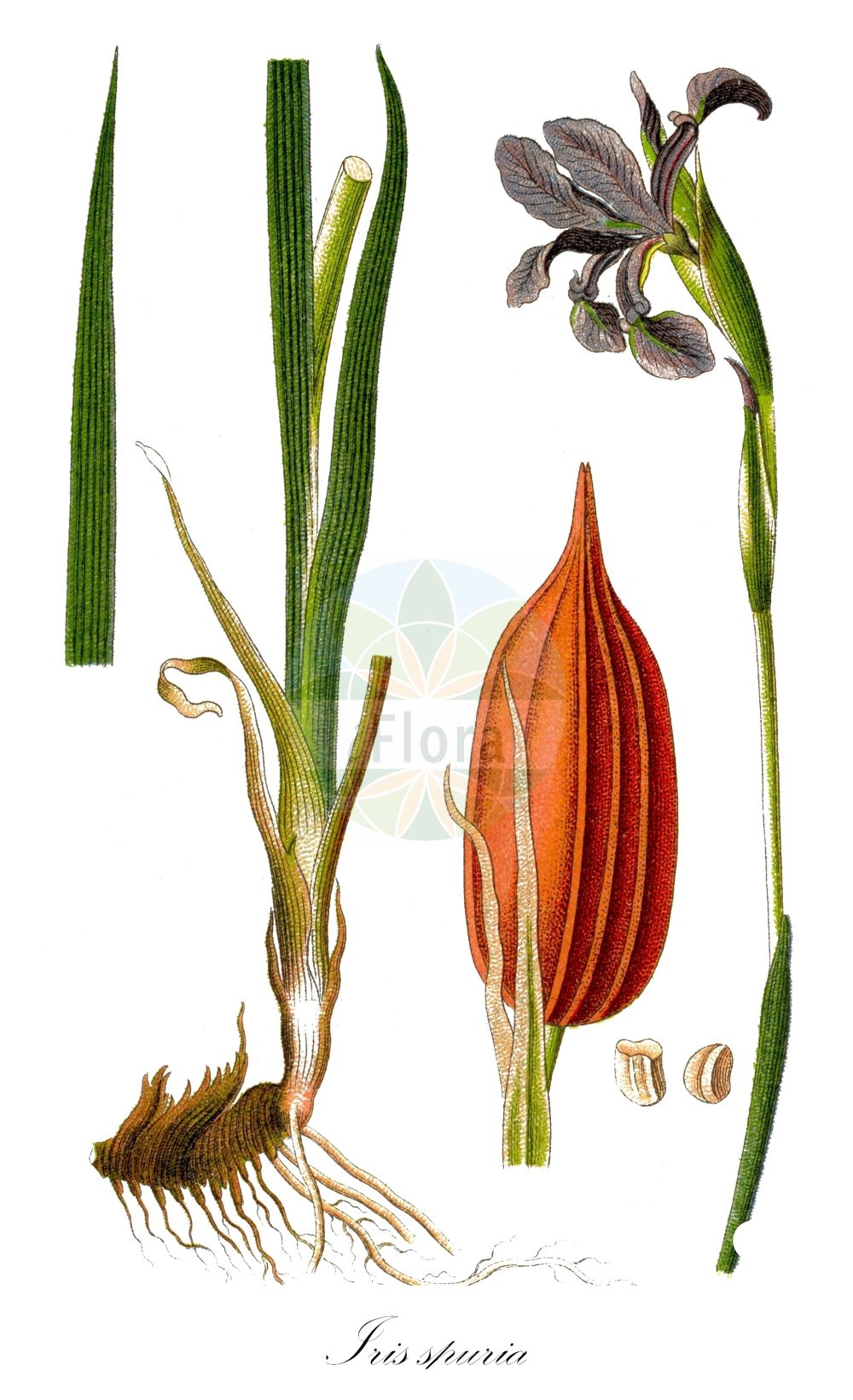 Iris spuria - Iridaceae,Plantae,Pteridobiotina,Angiosperms,Asparagales,Iridaceae,Iris,Iris spuria,Chamaeiris spuria, Iris gueldenstadtiana subsp. subbarbata, Limniris spuria, Xiphion spurium, Xyridion spurium,Wiesen-Schwertlilie;Salzwiesen-Schwertlilie;Bastard-Schwertlilie;Sumpfwiesen-Schwertlilie;Steppen-Schwertlilie;blue iris;seashore iris;yayla süseni;dansk iris;blå iris;fátyolos nőszirom;korcs nőszirom;kosatec žlutofialový;kosatec zvrhlý;kosatec pochybný