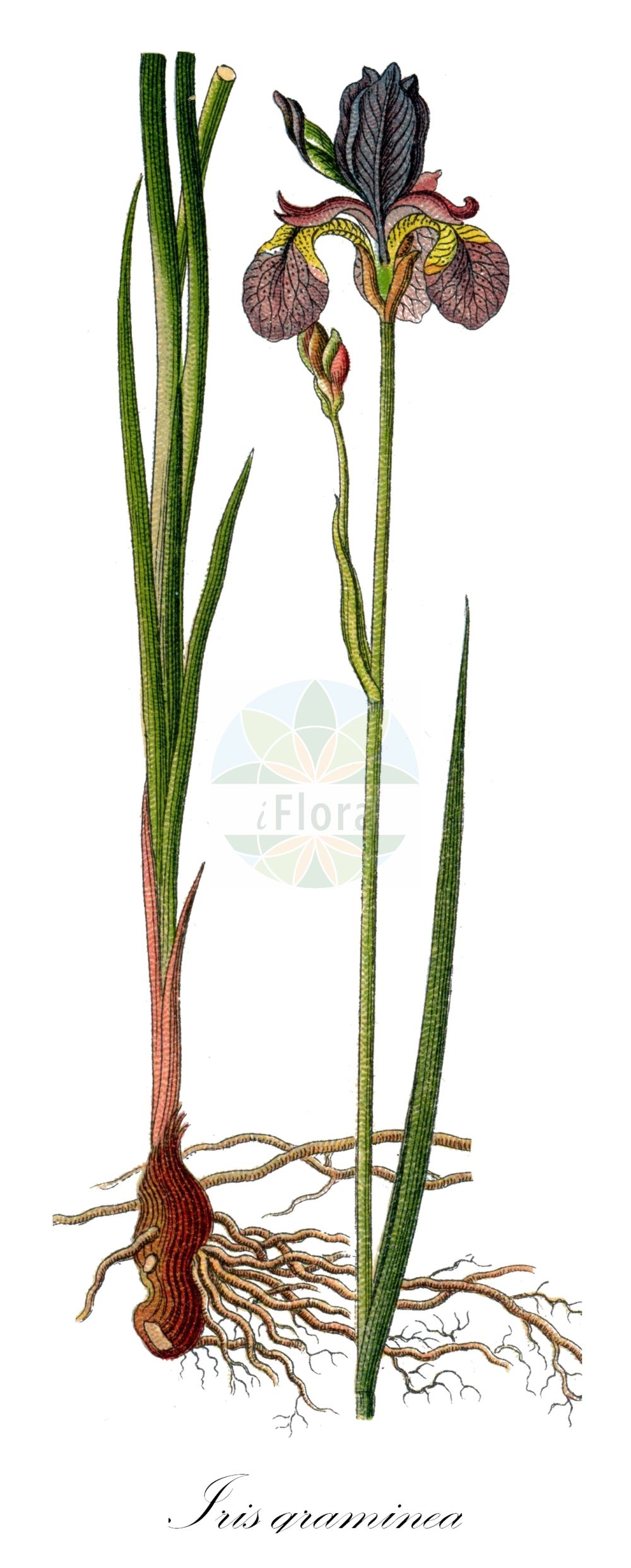 Iris graminea - Iridaceae,Plantae,Pteridobiotina,Angiosperms,Asparagales,Iridaceae,Iris,Iris graminea,Chamaeiris graminea, Chamaeiris graminea subsp. pseudocyperus, Iris bayonnensis, Iris compressa, Iris graminea subsp. sylvatica, Iris graminea var. bayonnensis, Iris graminea var. latifolia, Iris graminea var. pseudocyperus, Iris graminea var. silvatica, Iris graminea var. sylvatica, Iris lamprophylla, Iris nikitensis, Iris pseudocyperus, Iris pseudograminea, Iris suavis, Iris sylvatica, Limniris graminea, Xiphion gramineum, Xiphion gramineum subsp. sylvaticum, Xiphion gramineum var. silvatica, Xyridion gramineum,Grasblättrige Schwertlilie;Pflaumen-Iris;Gras-Schwertlilie;Pflaumenduft-Schwertlilie;Iris graminée;iris à feuilles de graminée;lirio de prados;lirio silvestre;lirio valenciano;pequeño lirio silvestre;Giaggiolo susinario;ирис злаковидный;касатик злаковидный;uskolisna perunika;blomme-iris;kosaciec trawolistny;travnolistna perunika;pázsitos nőszirom;kosatec trávovitý;kosatec trávolistý;півники злаколисті;півники несправжньосмикавцеві;треволистна перуника;мали мачинац;танколиста перуника